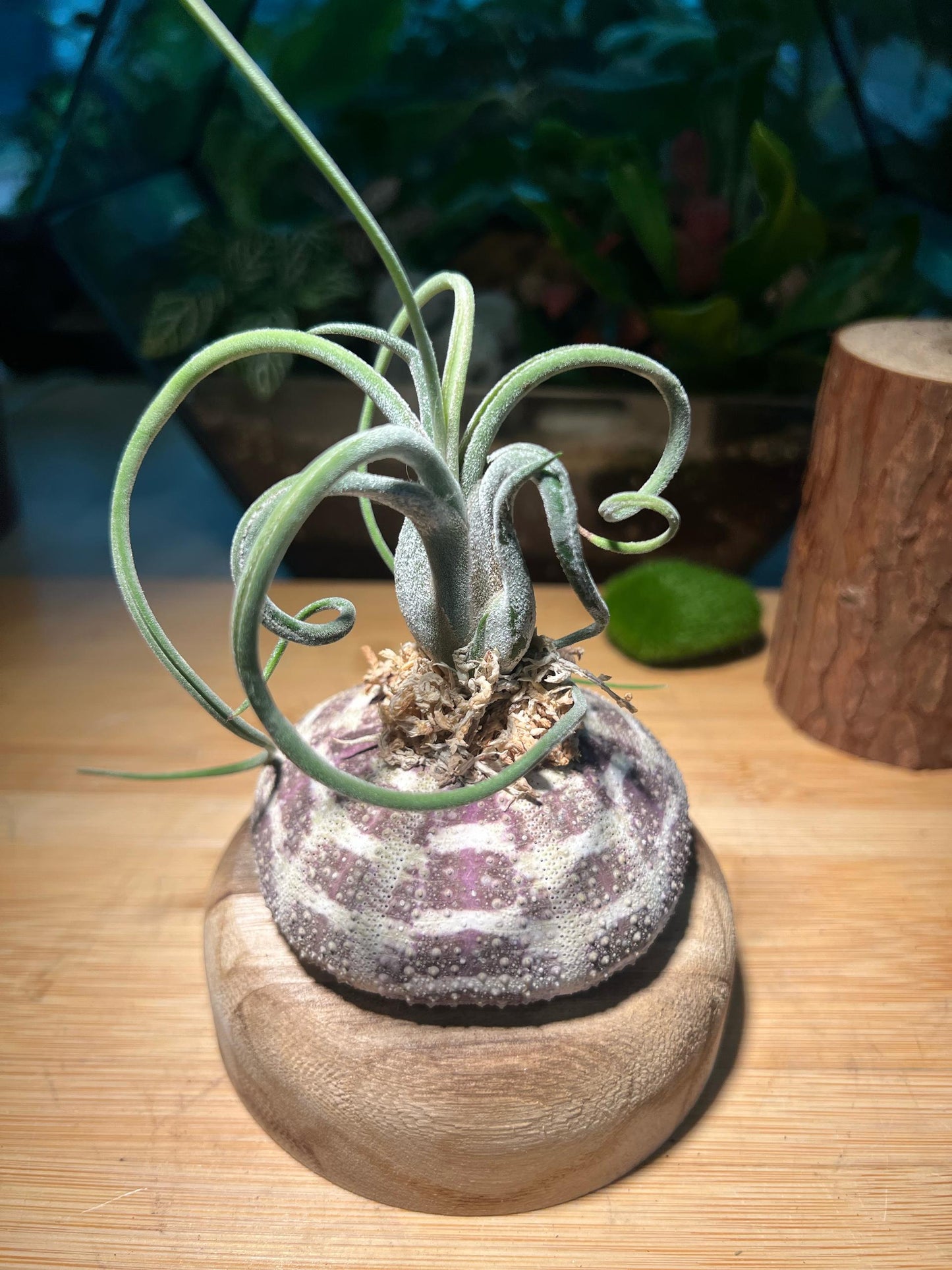 Airplant on Real Sea Urchin Shell