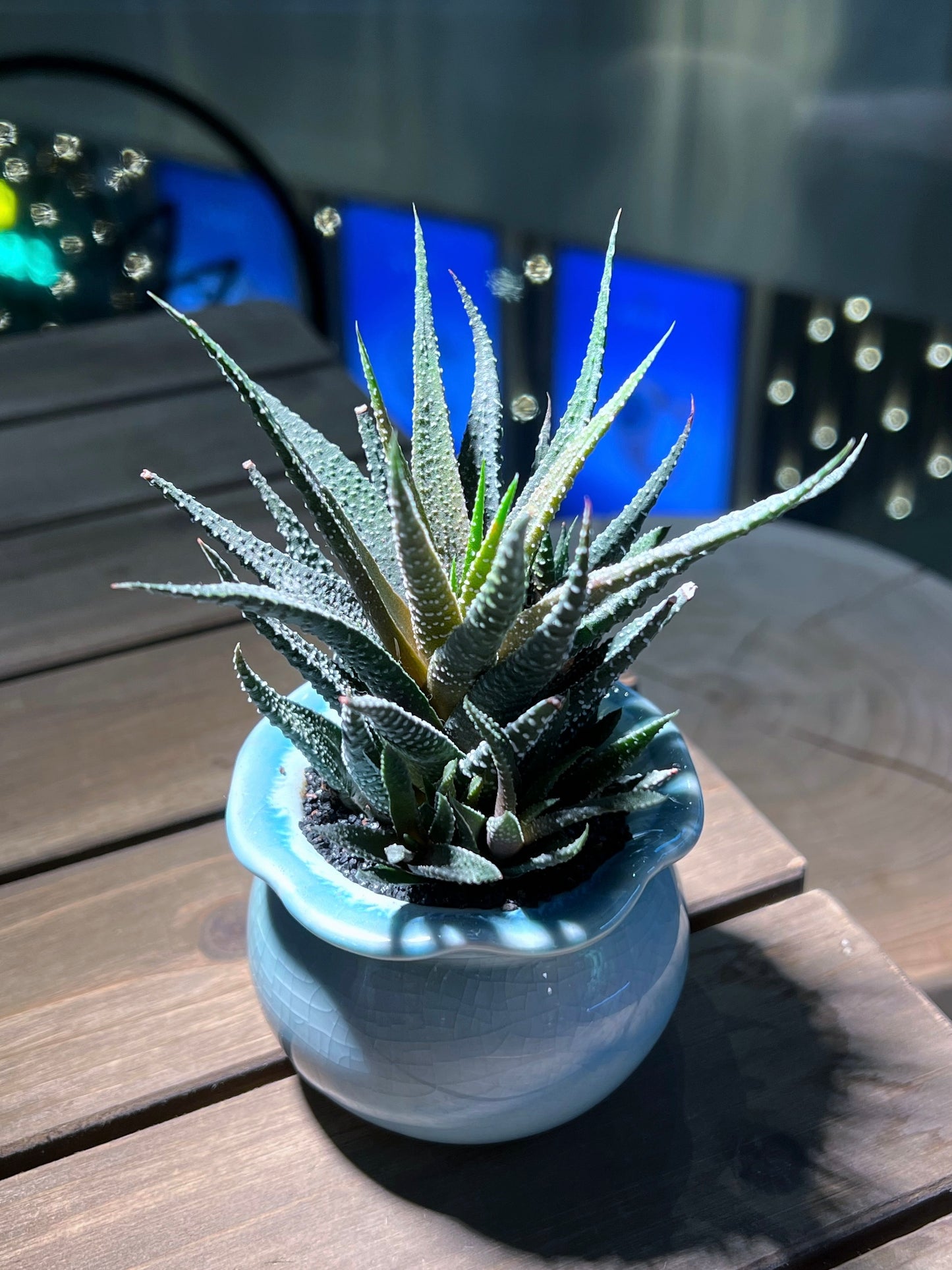 Haworthia in Sky Blue Petal Edge Ceramic Pot