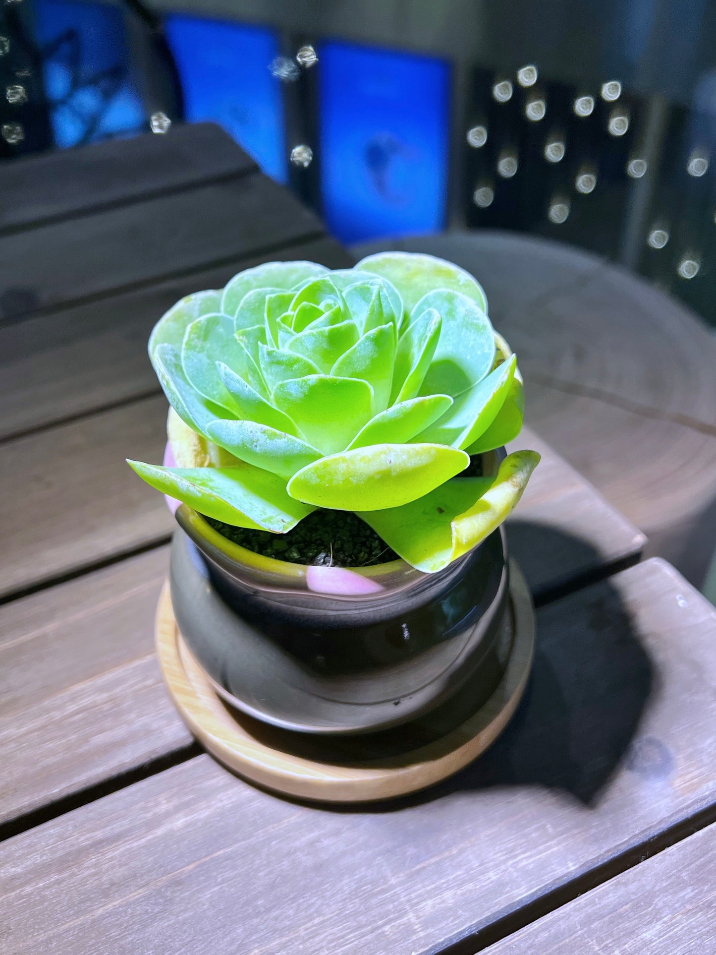 Mountain Rose in Big Belly Ceramic Pot