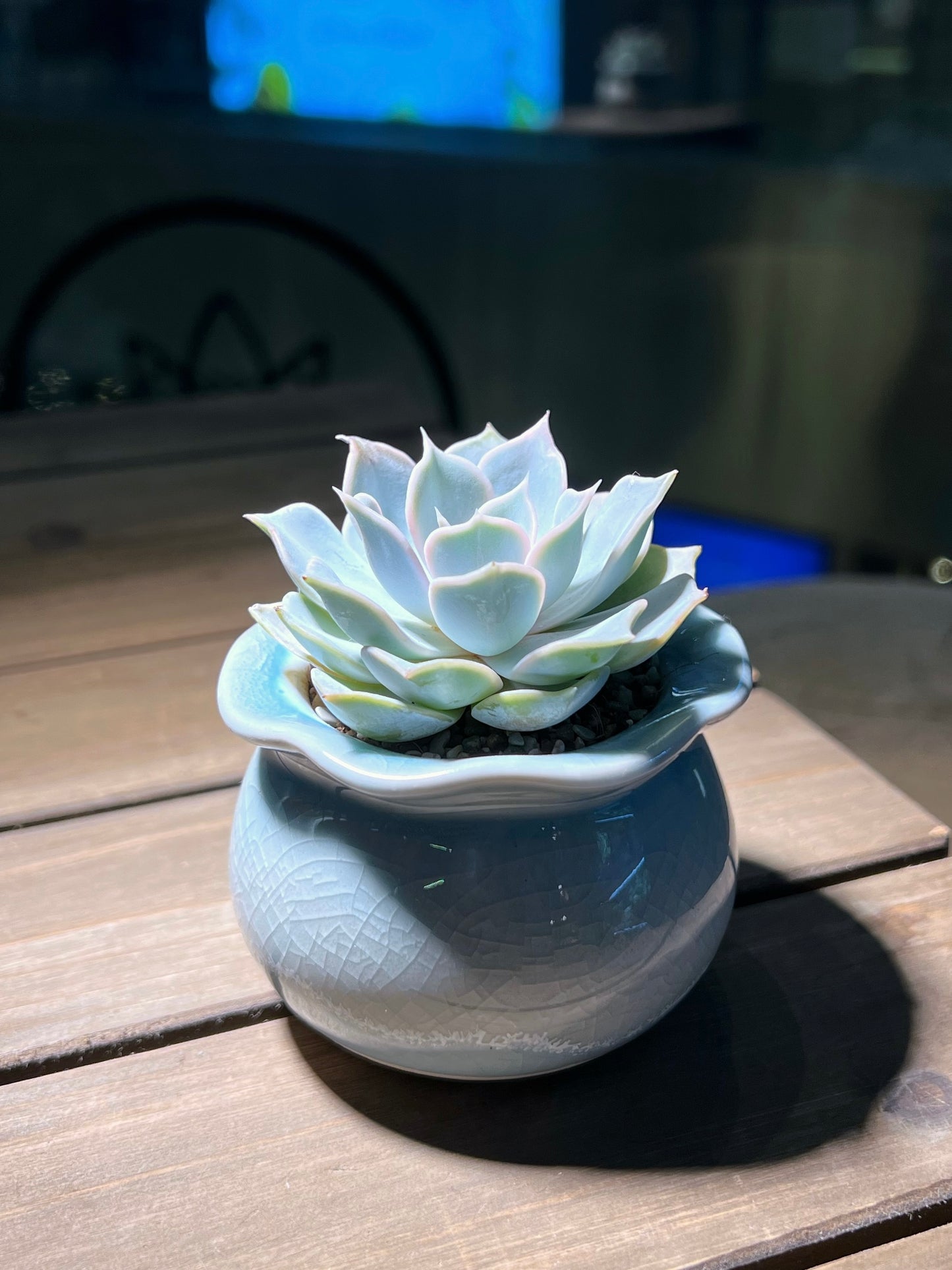 Echeveria in Sky Blue Petal Edge Ceramic Pot
