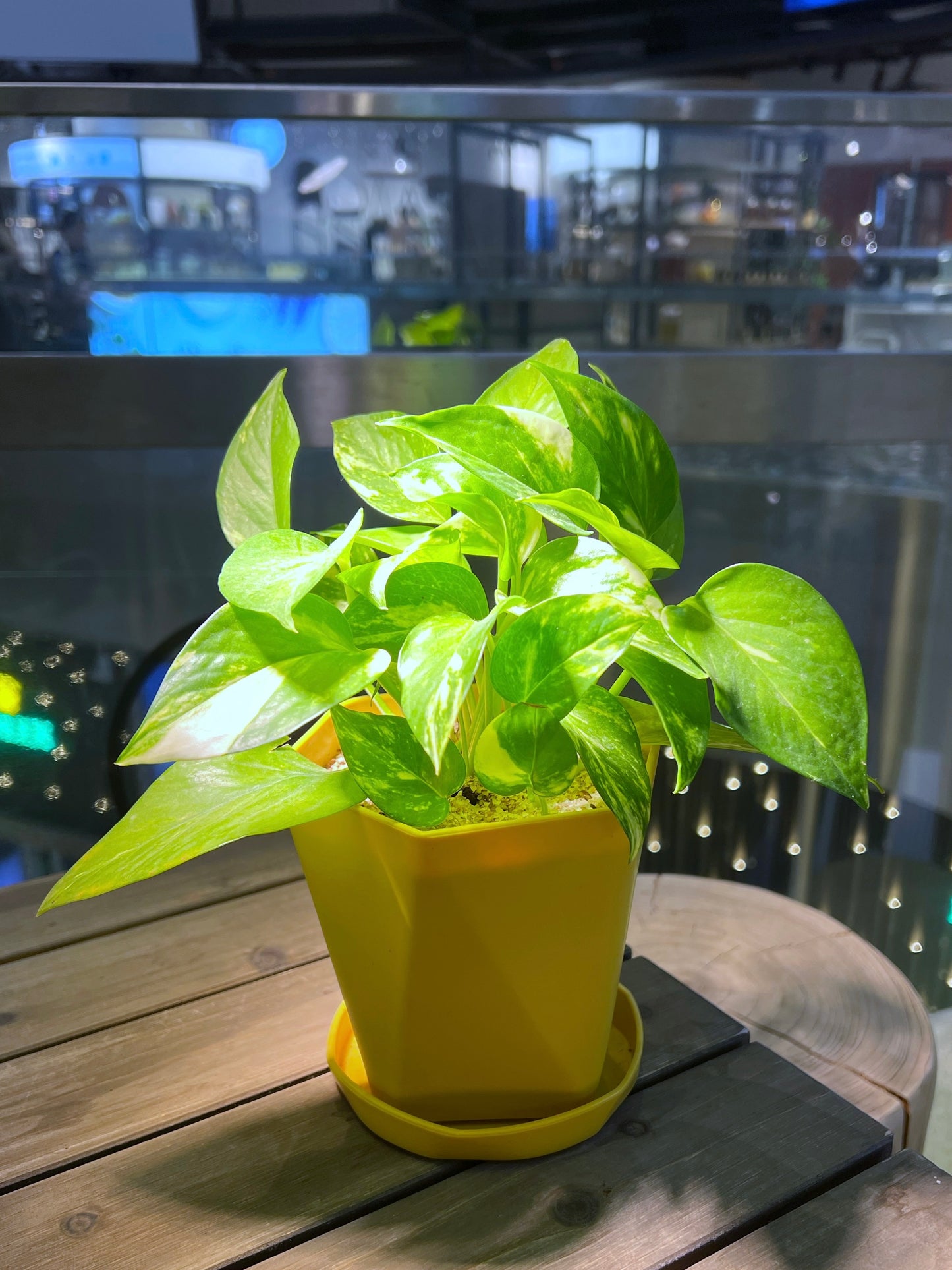 Pothos Njoy in Geometric Pot