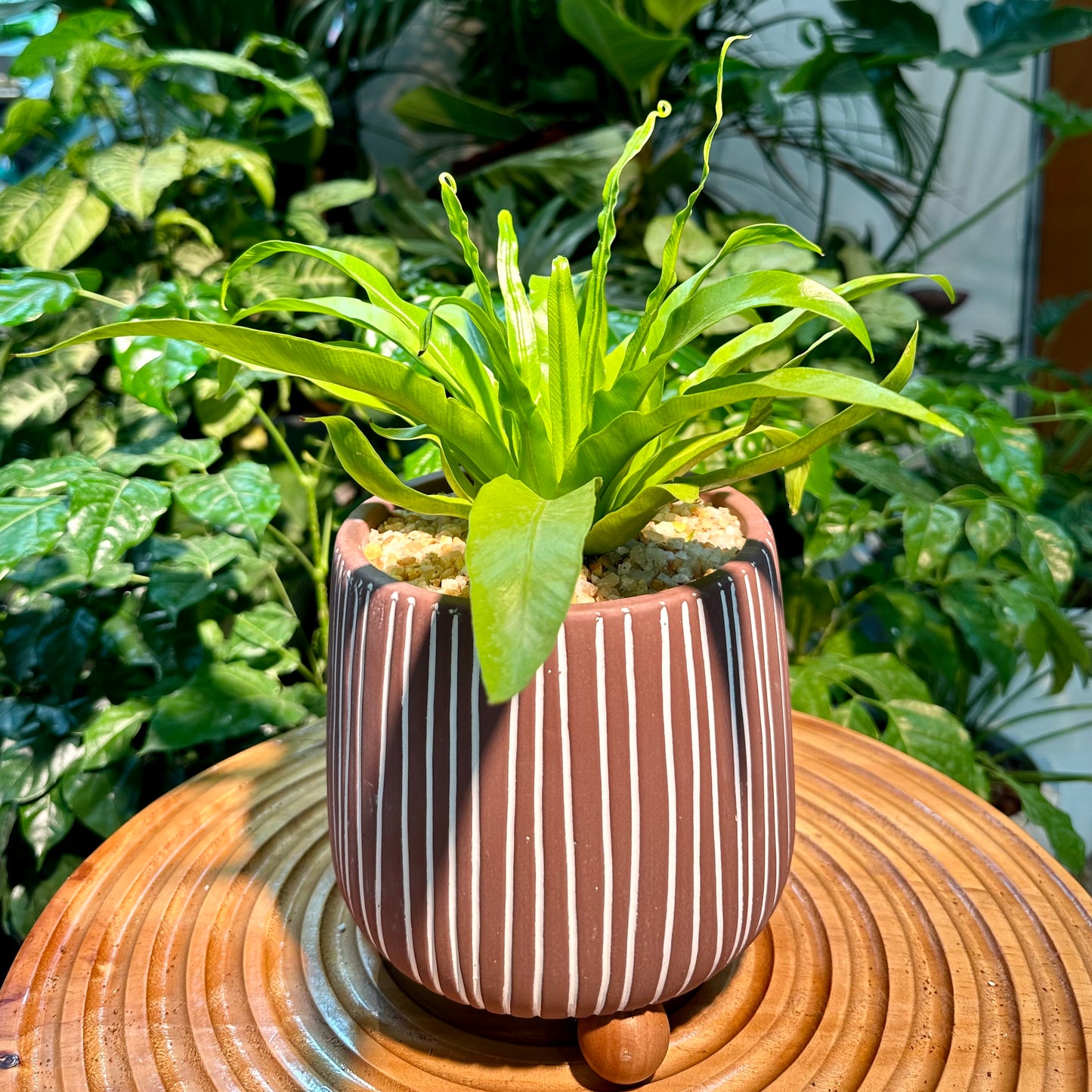 Asplenium Nidus Bird’s Nest Fern in Matte Designer Pot