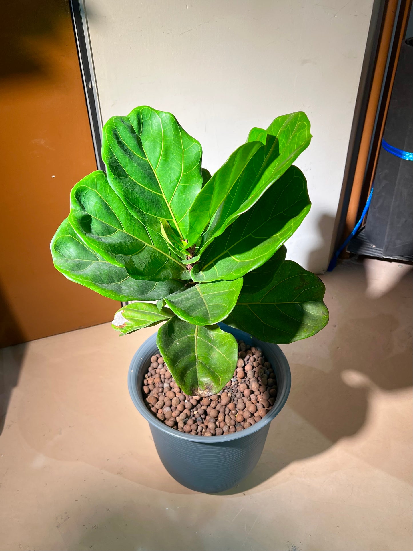 Ficus Elastica (Rubber Plant) in Greyish Ceramic Pot