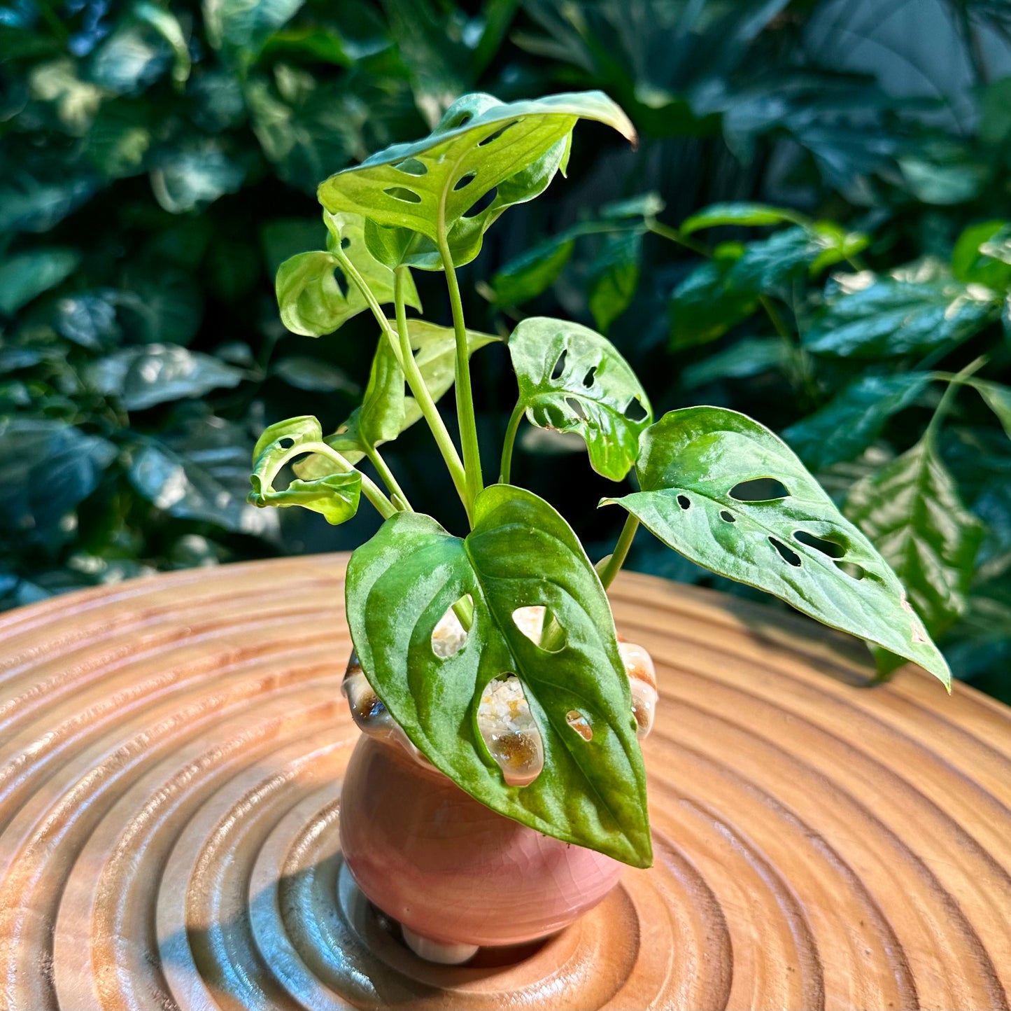 Monstera Adansonii in Pink Designer Pot