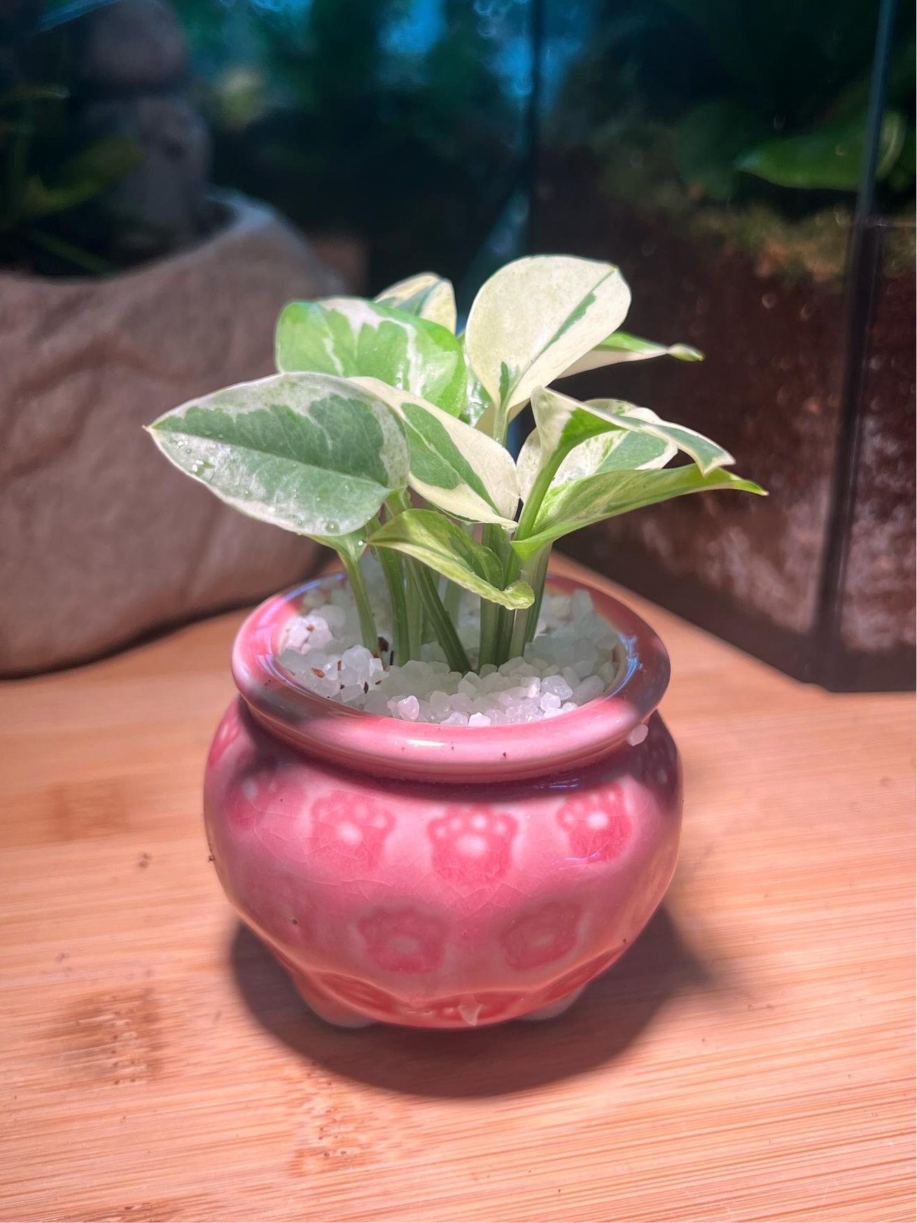 Golden Pothos in Pink Ceramic Pot