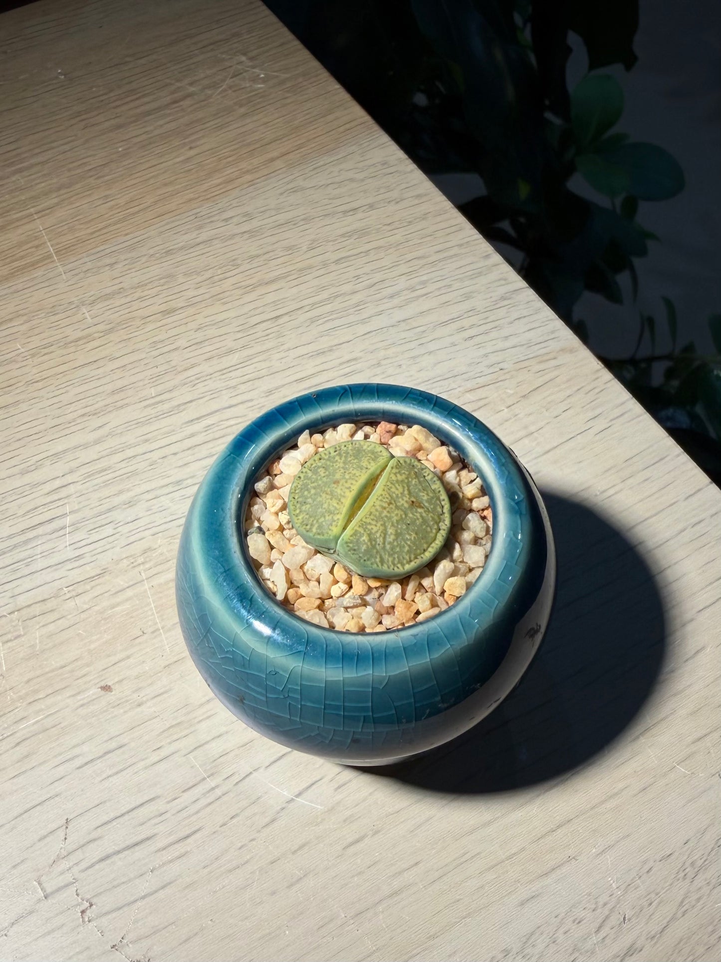 Lithop in Mushroom Pot