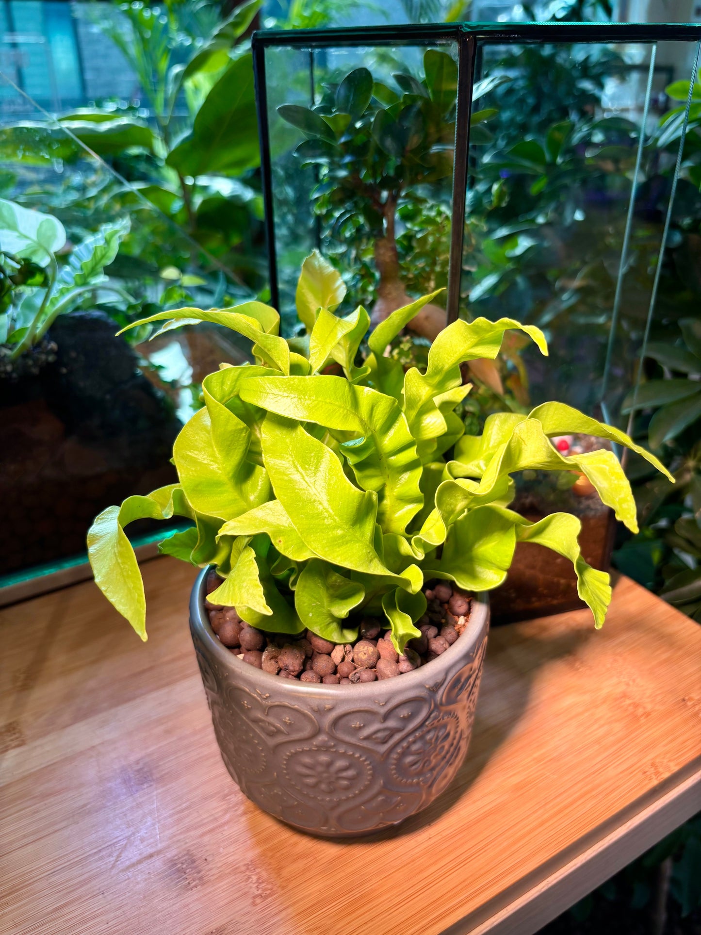 Asplenium Scolopendrium in Charming Pot