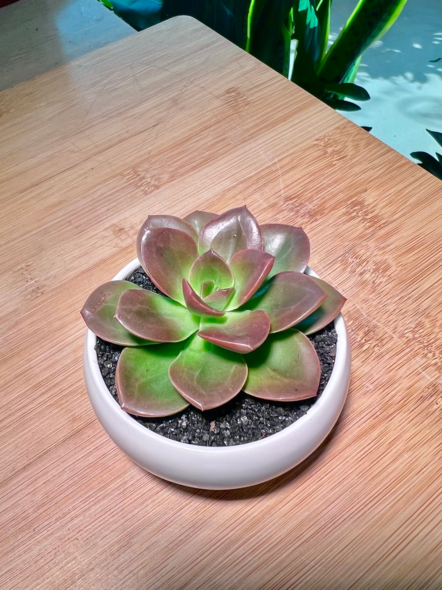 Echeveria in White Ceramic Pot