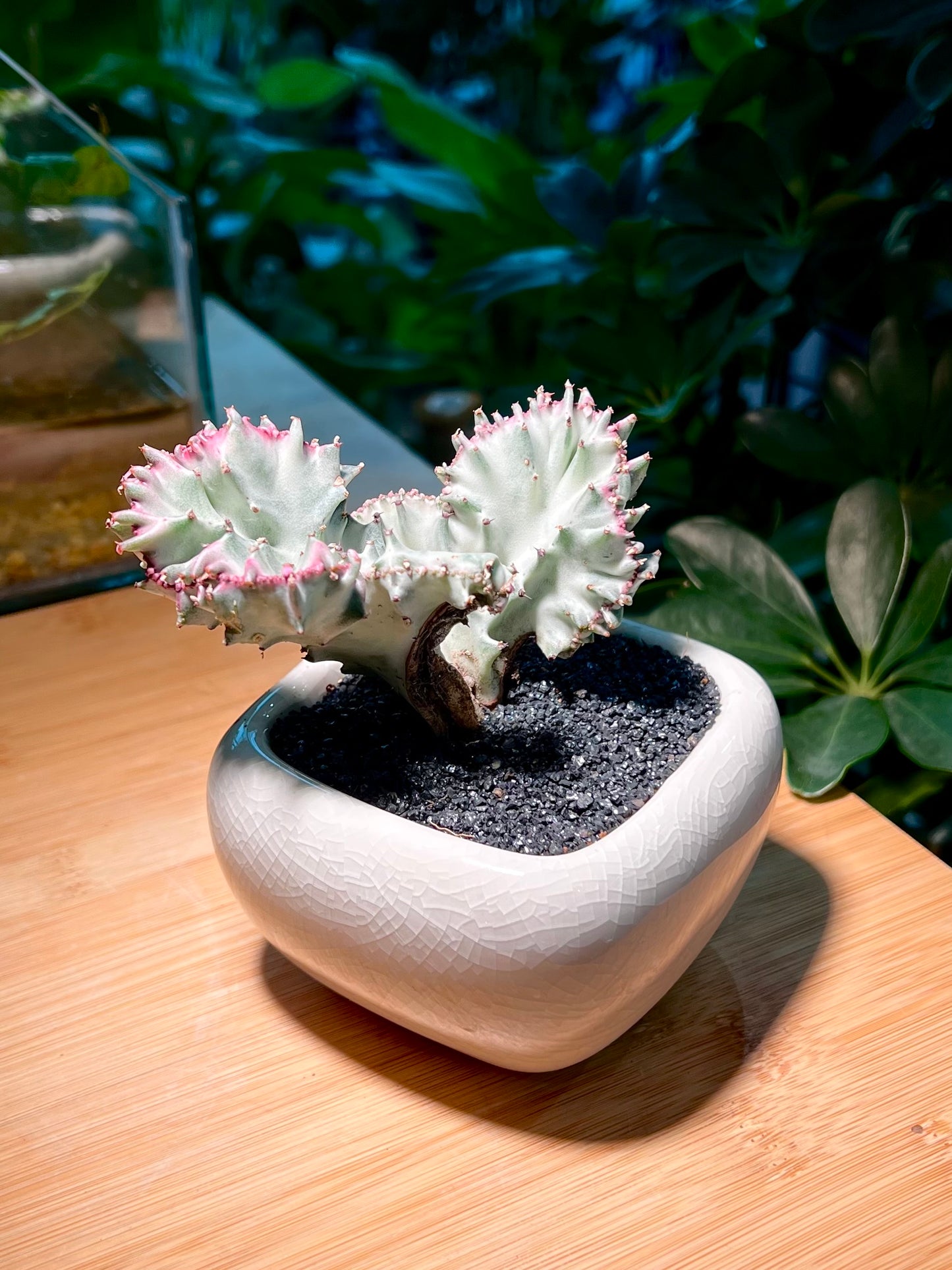 Euphorbia Lactea in Light Blue Ceramic Pot