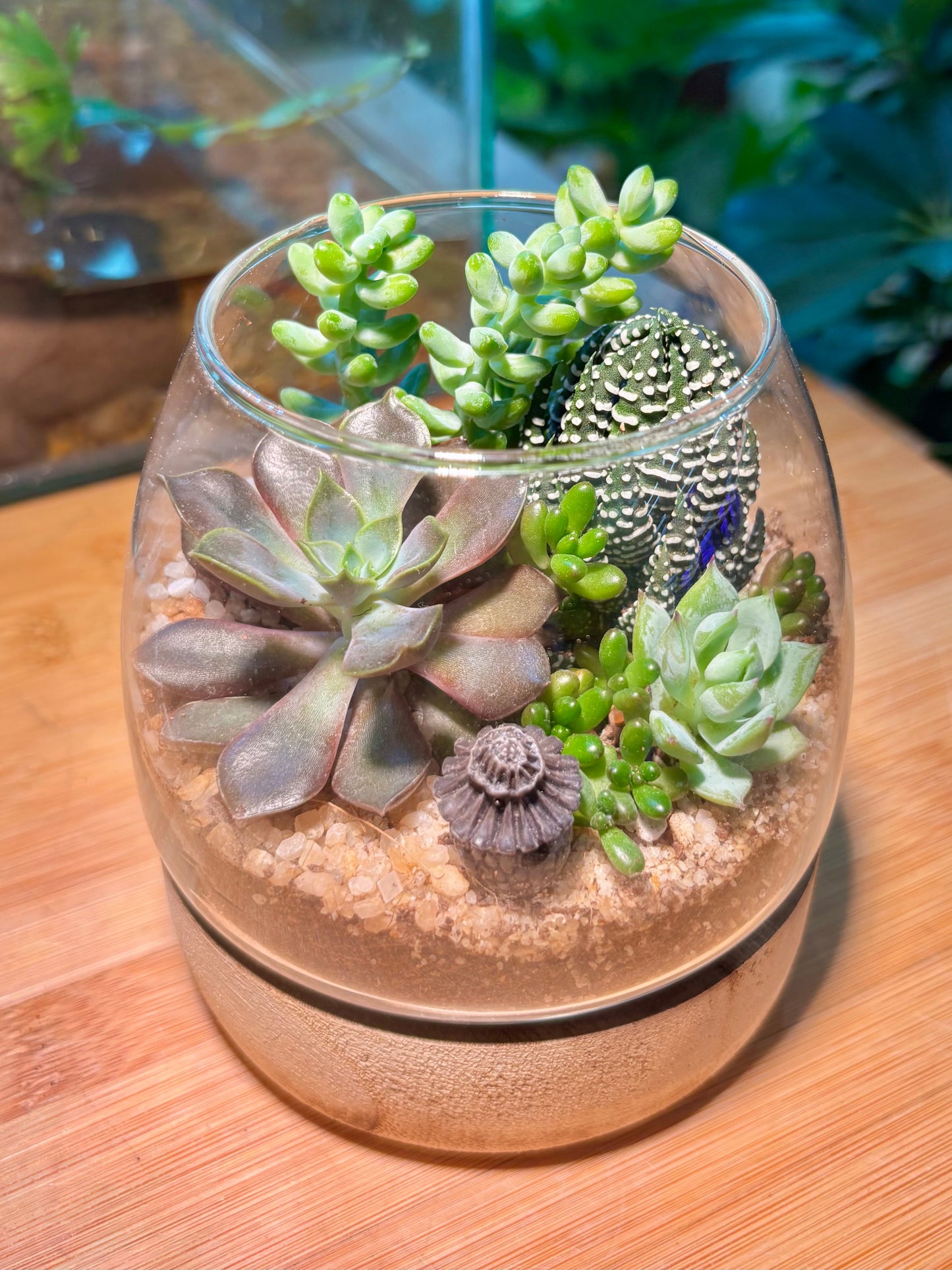Succulent Arrangement in Muji Glass with Wooden Base