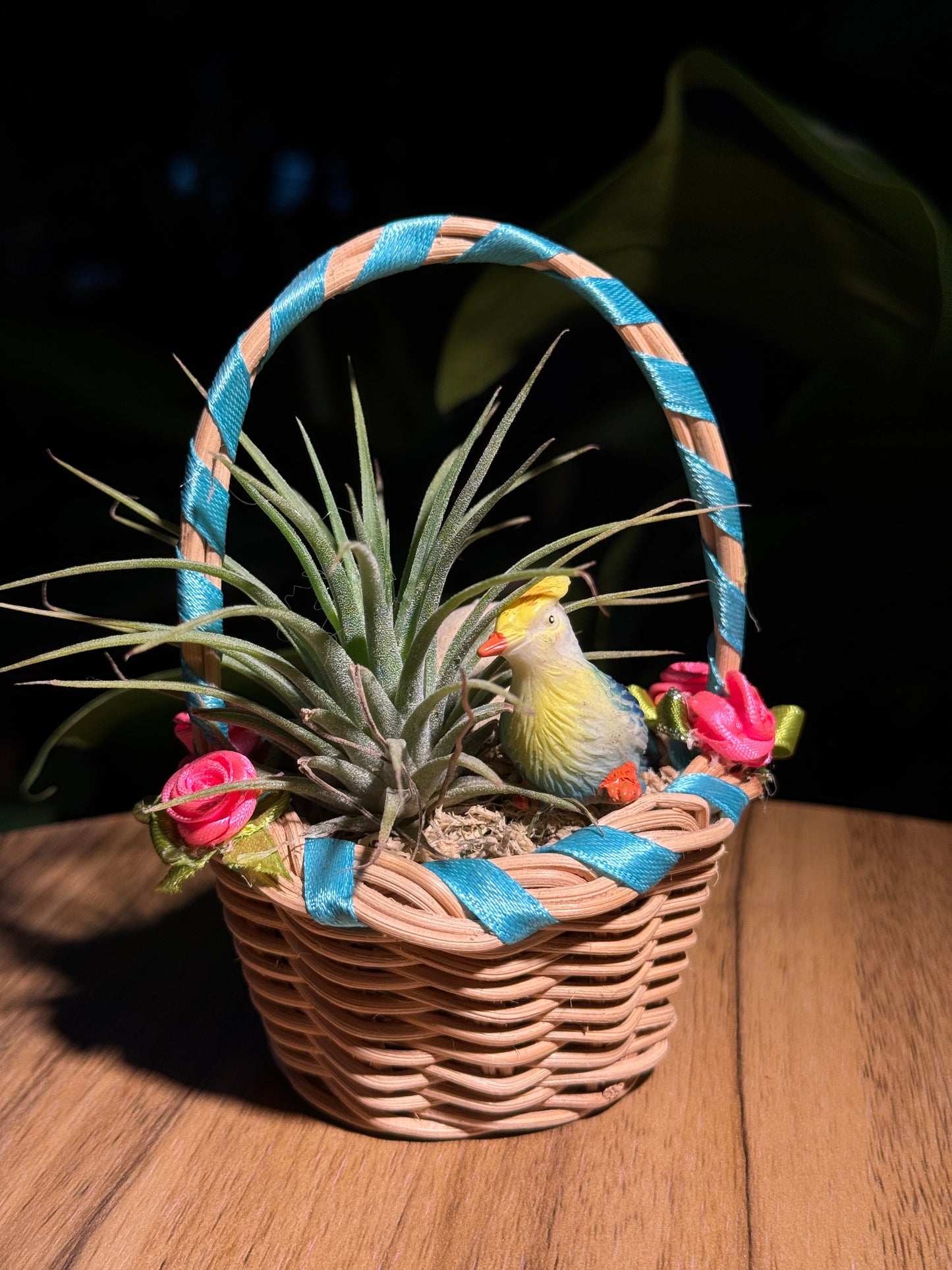 Airplant Basket