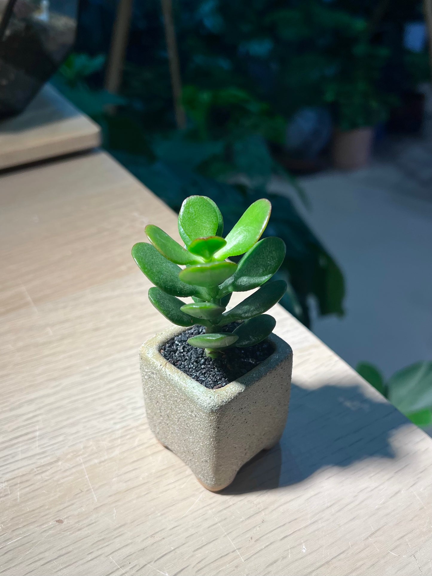 Jade Plant (Crassula) in Matt Textured Claypot