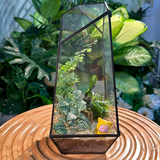 Fittonia and Fern in Designer Glass Terrarium