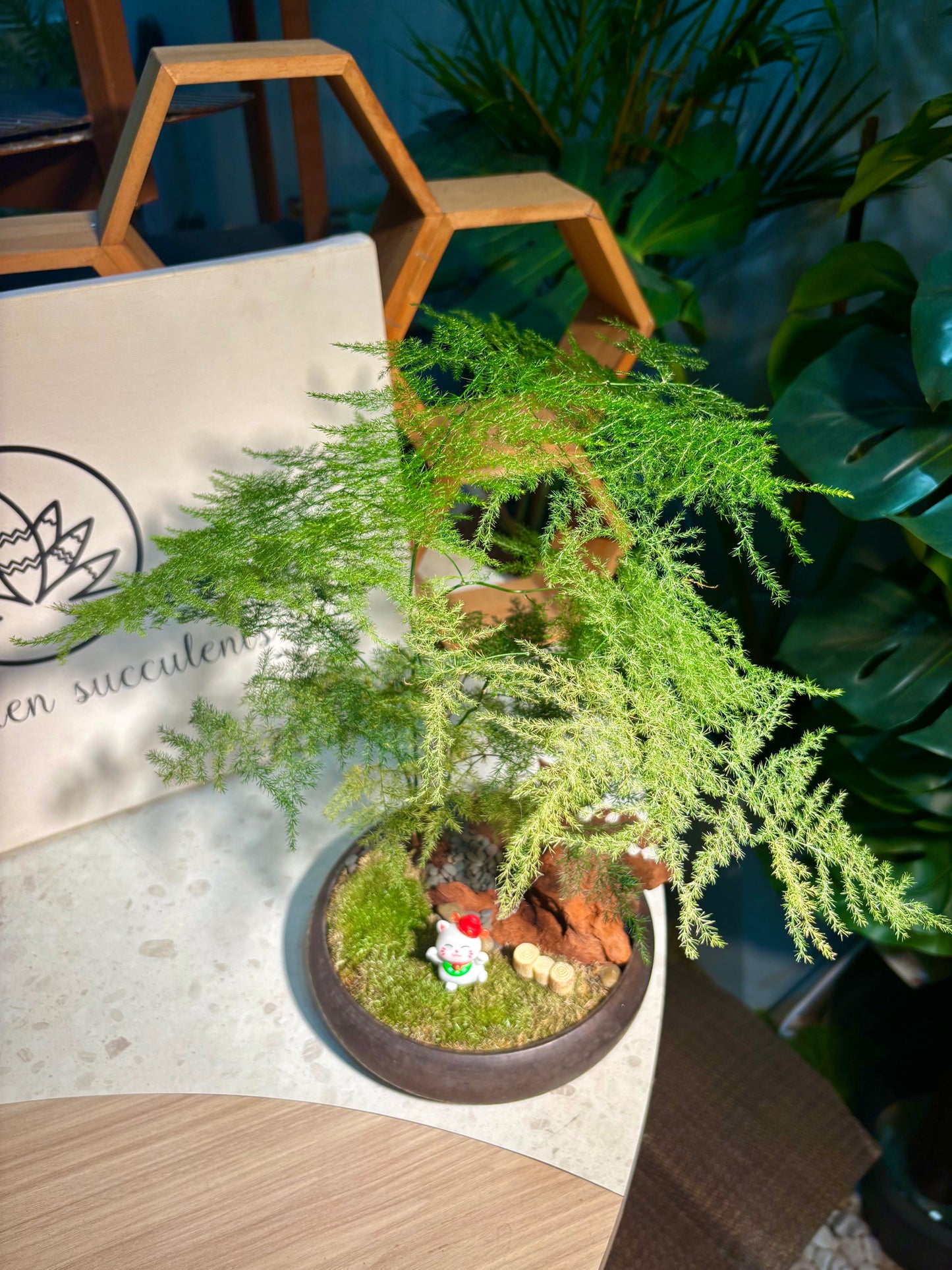 Asparagus Setaceus in Elegant Pot ๐ฟ