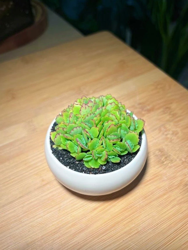 Kalanchoe in White Ceramic Pot
