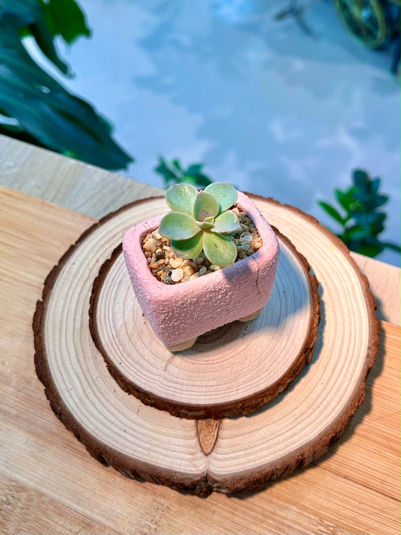 Echeveria Succulent in Pink Ceramic Pot