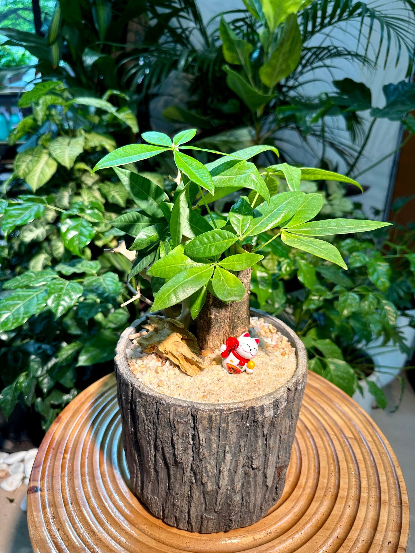 Pachira Aquatica in Tree Stump Deisgner Pot (aka Money Tree)