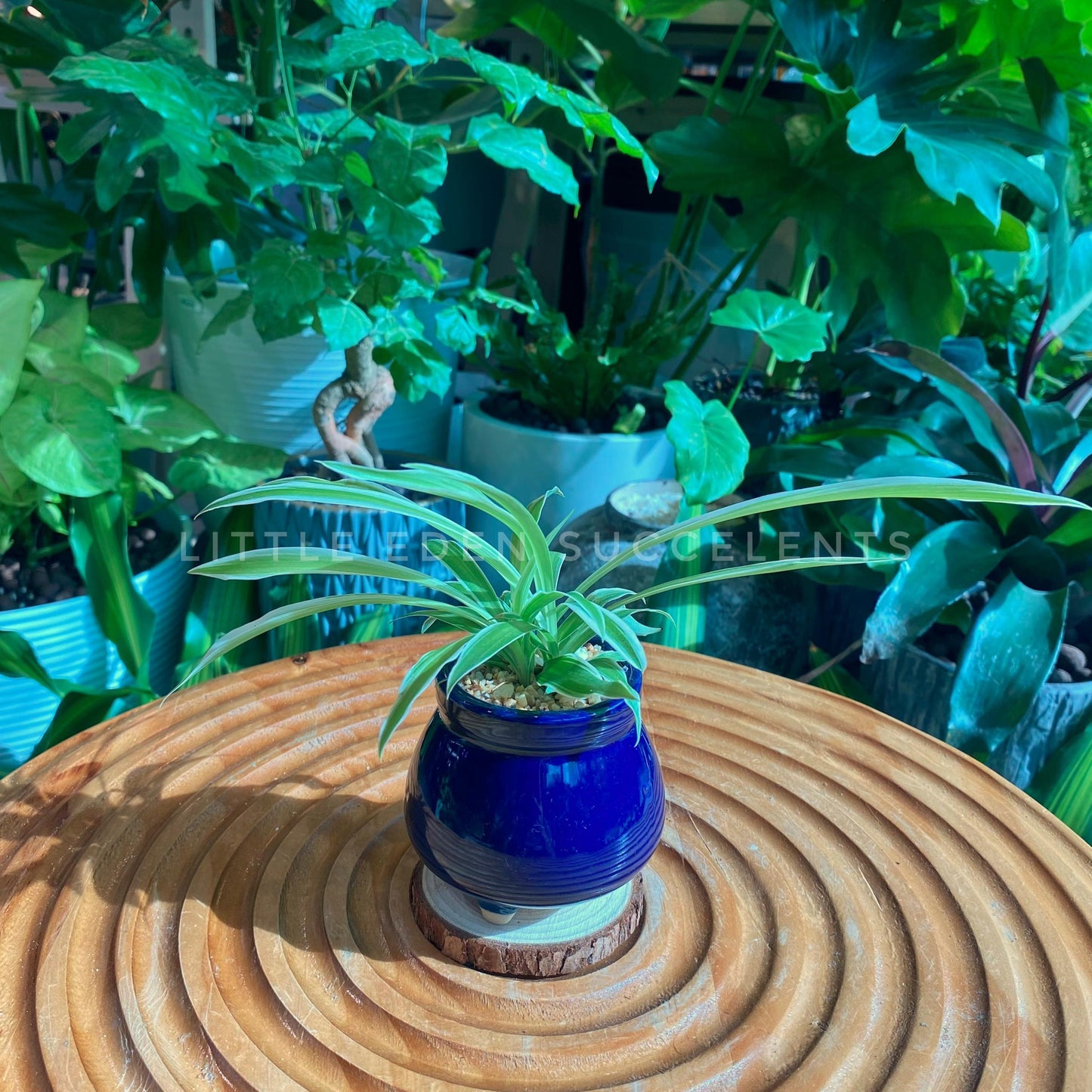 Chlorophytum Comosun in Blue Designer Pot