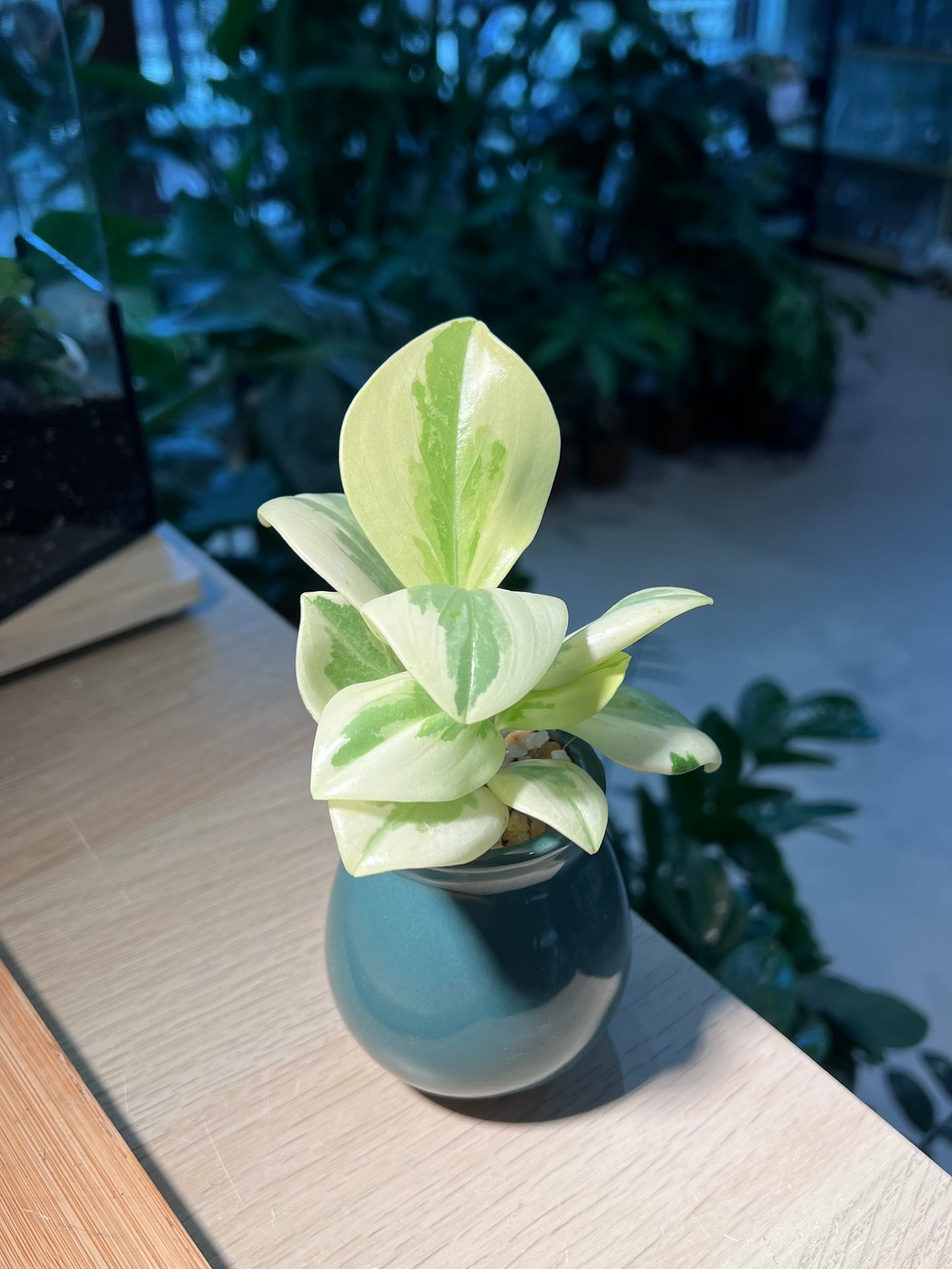 Pothos Njoy in Ceramic Pot