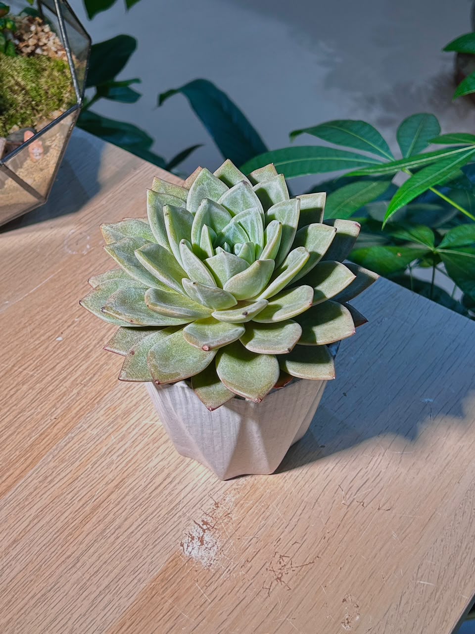 Echeveria Succulent (ε€θζ€η©) Echeveria Fabulous Rose in Matte White Pot
