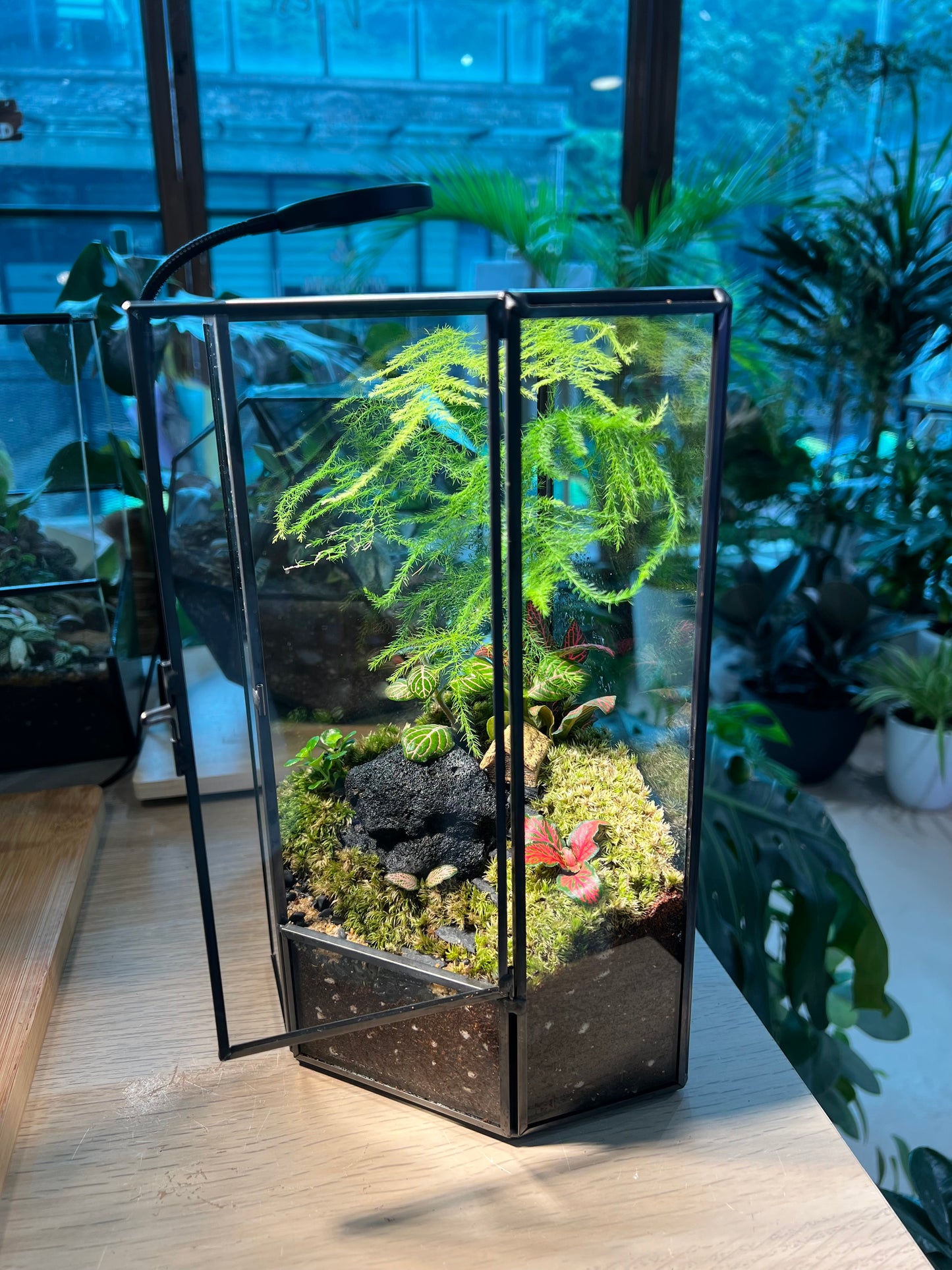 Fittonia, Asparagus Fern with Moss Arrangement in Pentagonal Tall Glass with Lid Terrarium