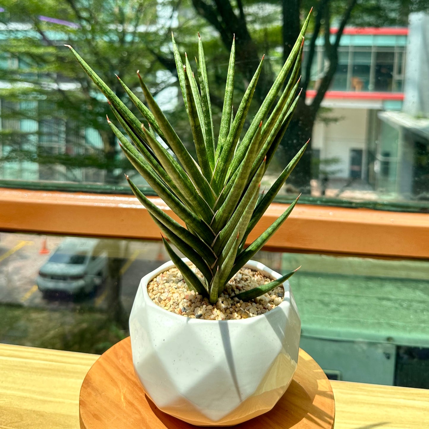 Sanseveria Fox Tails in White Designer Pot (aka Snack Plant)