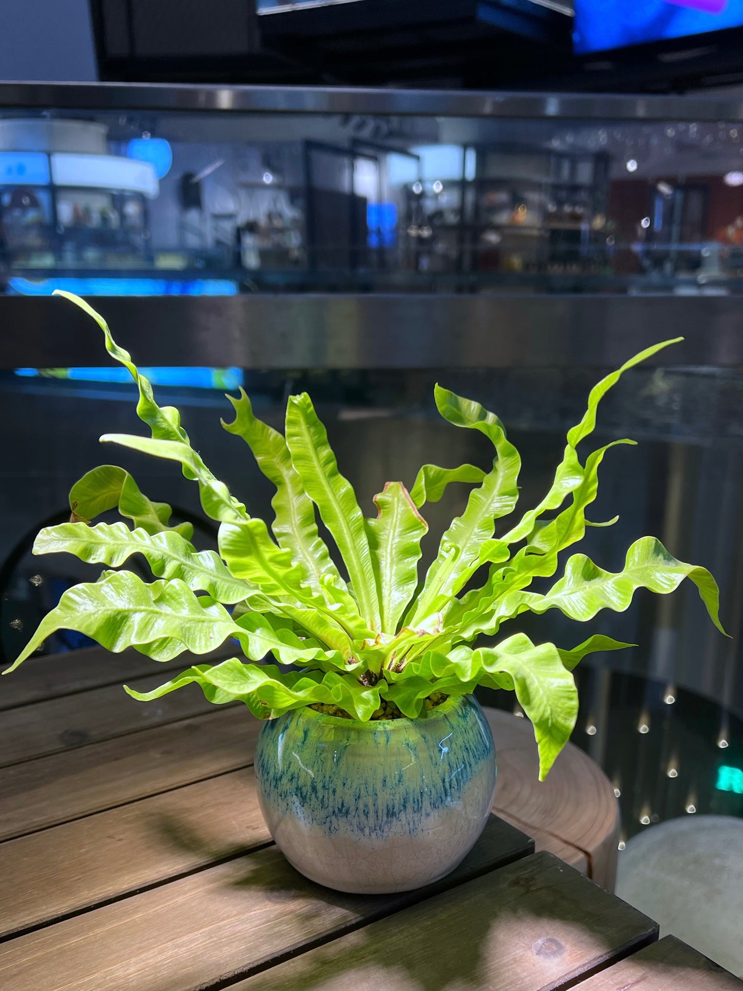 Asplenium in Bicolor Ceramic Pot