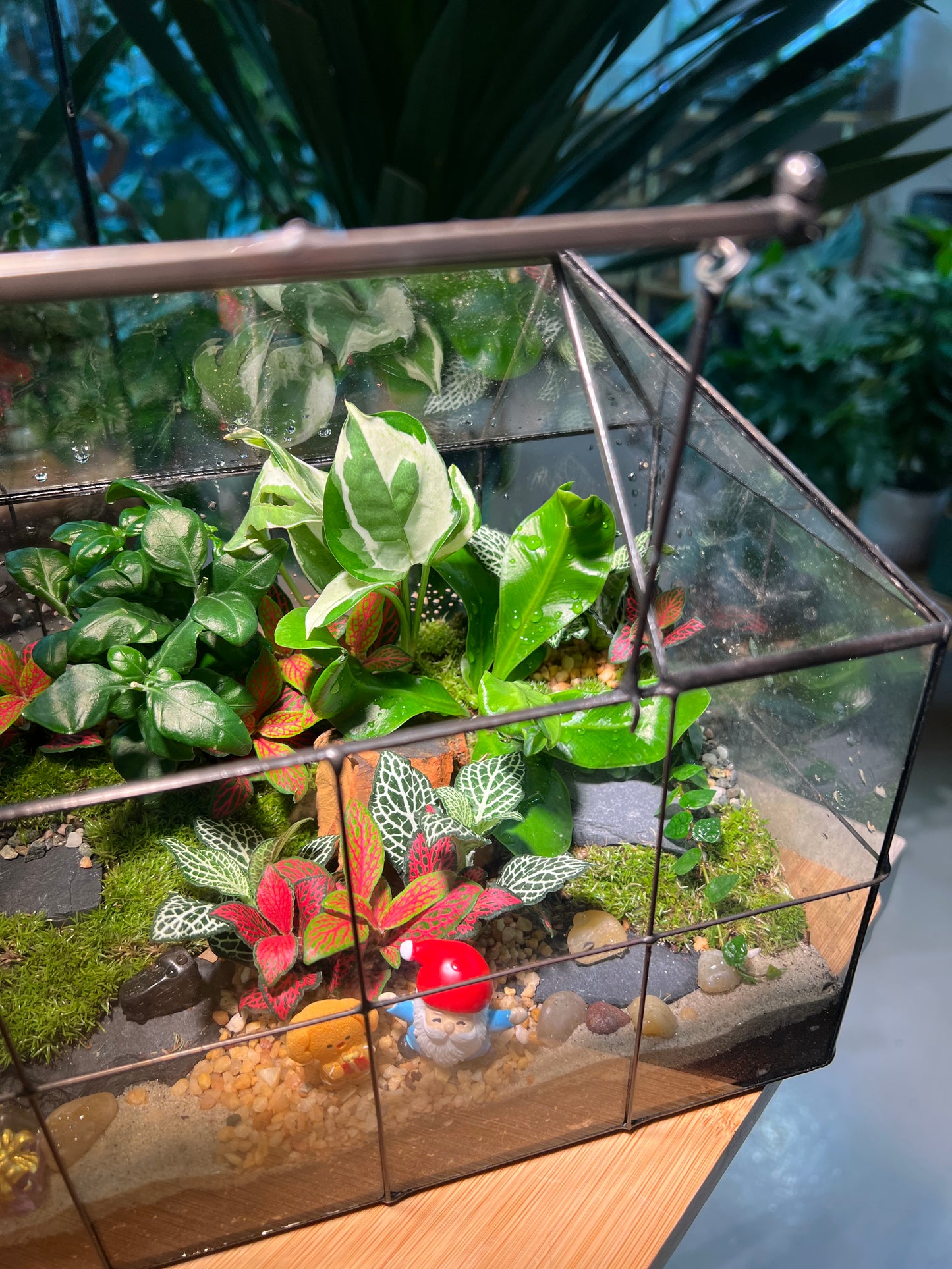 Christmas Theme - Fittonia and Fern with Moss Arrangement in Black Grid Glasshouse (M)