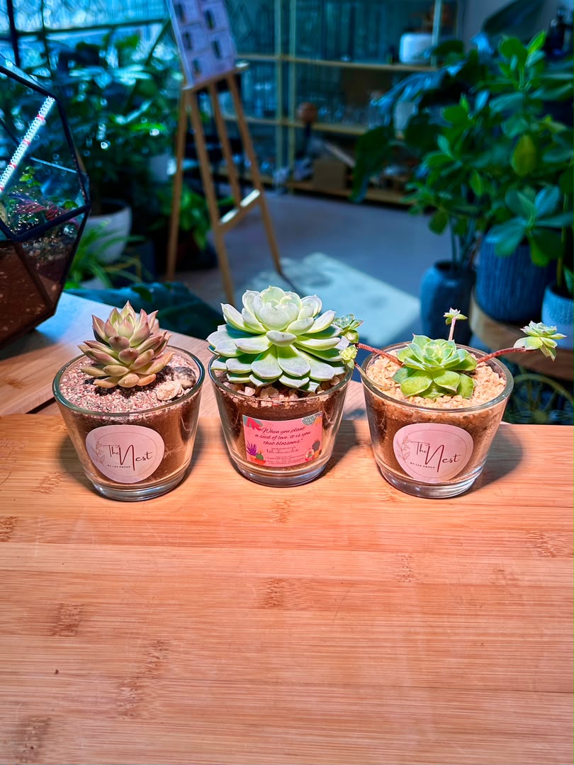 Echeveria Succulent in Glass Pot