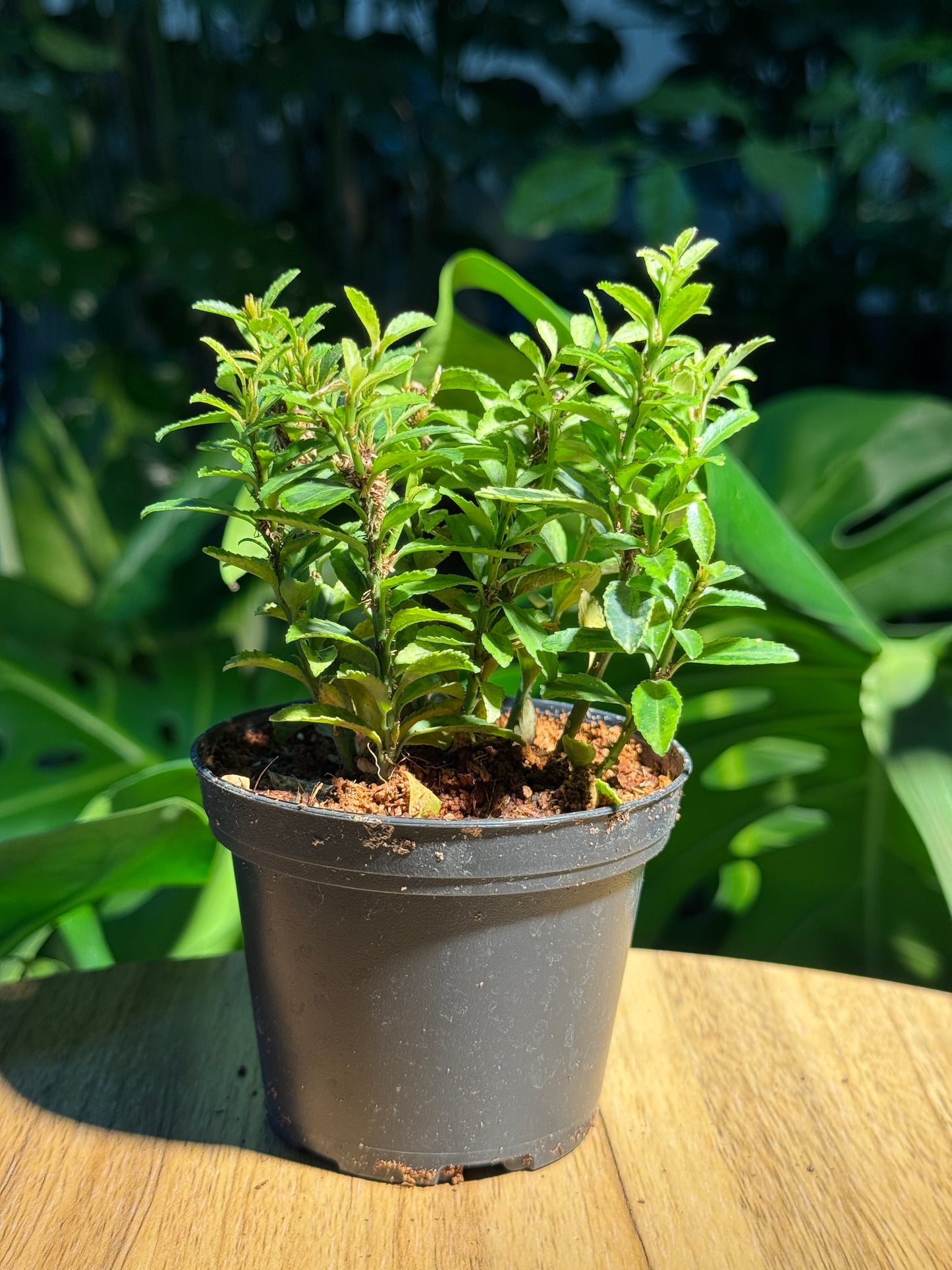 Alternanthera in Plastic Pot (S)