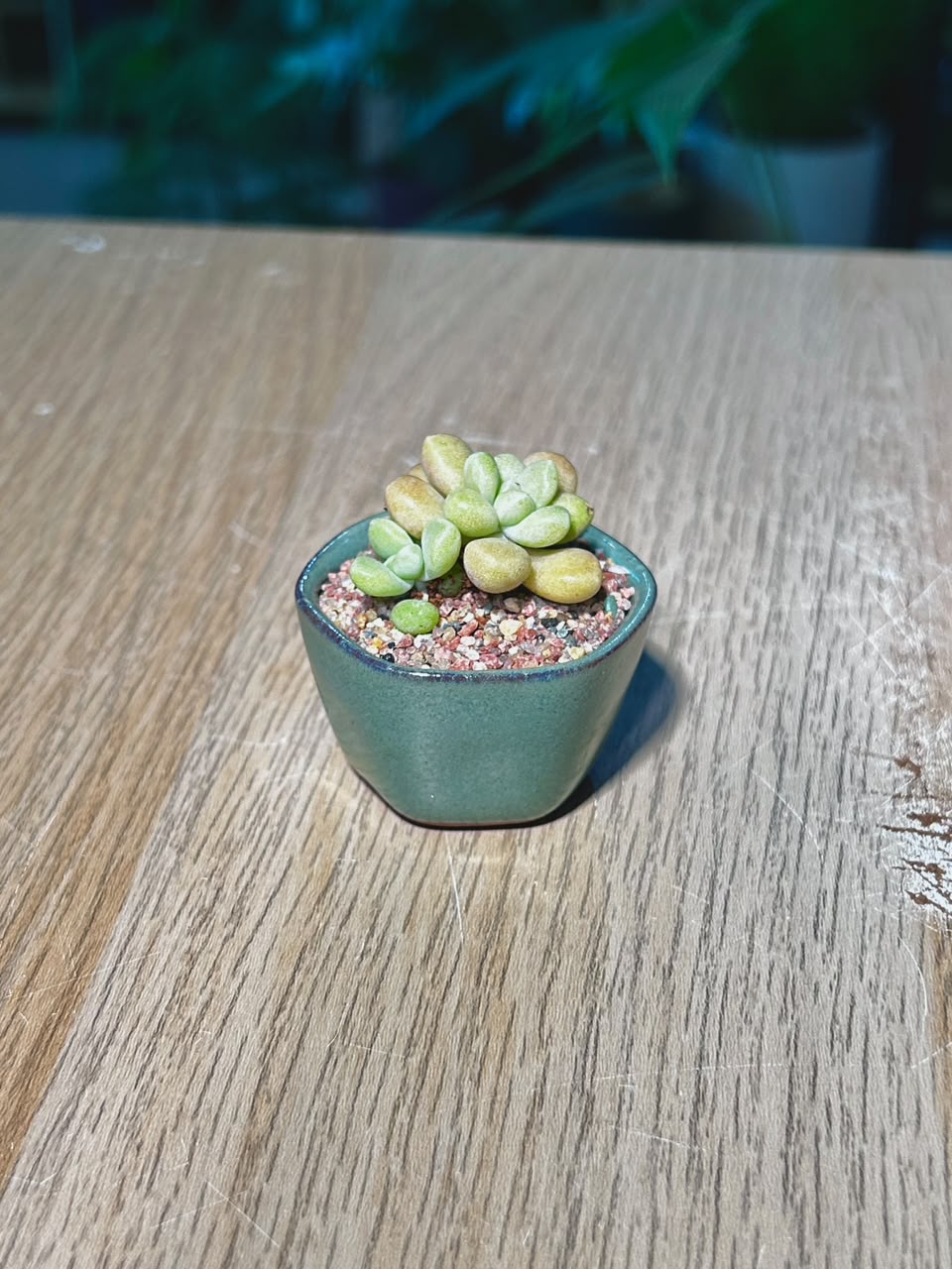 Baby Sedum Clavatum (ε€θζ€η©) Succulent in Green Glazed Ceramic Pot