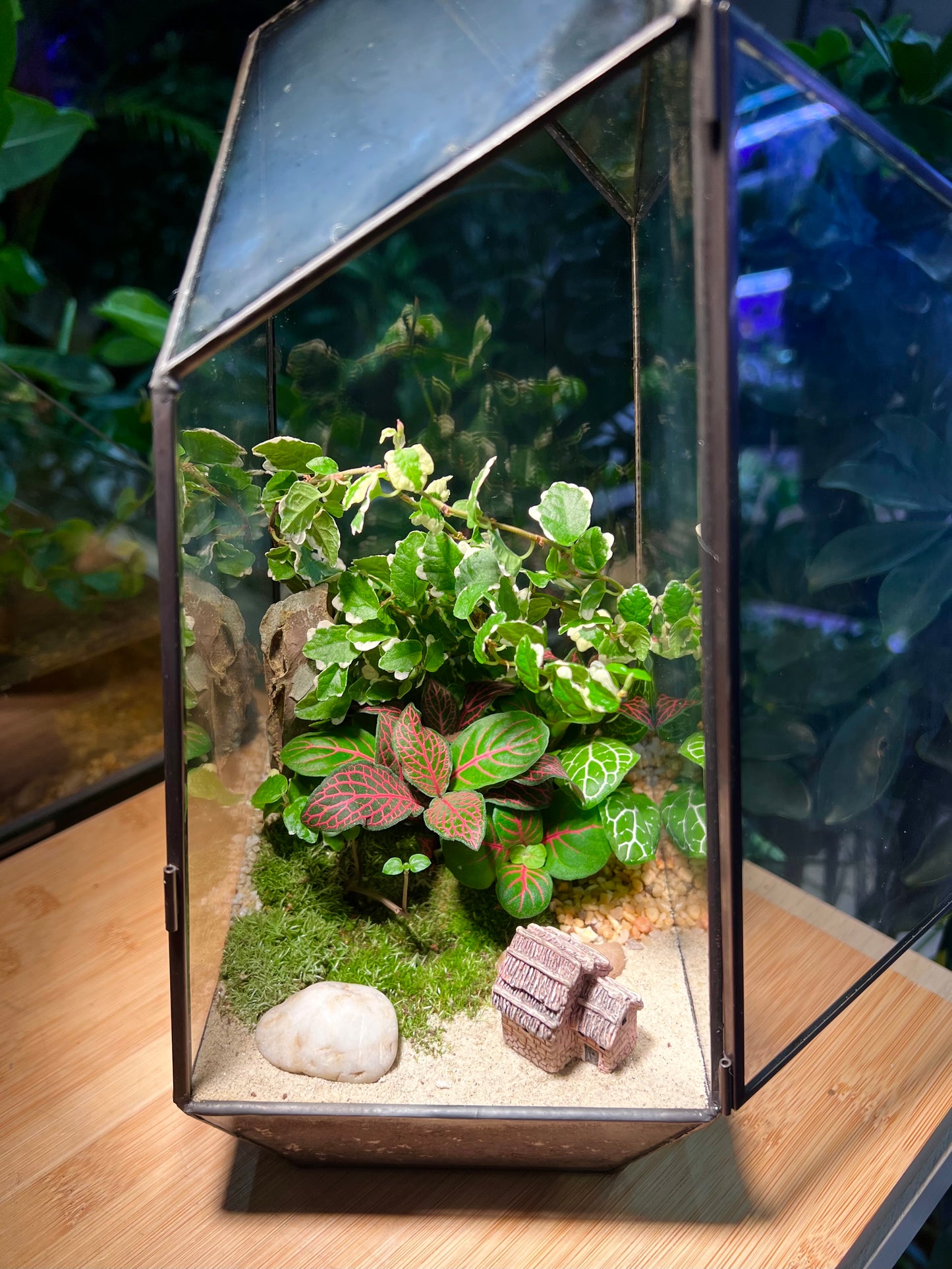 Fittonia and Ficus Pumila with Moss Arrangement in Black Polygonal Terrarium (M)