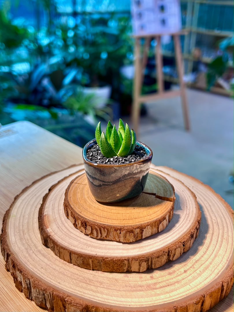 Haworthia in Blue Ceramic Pot