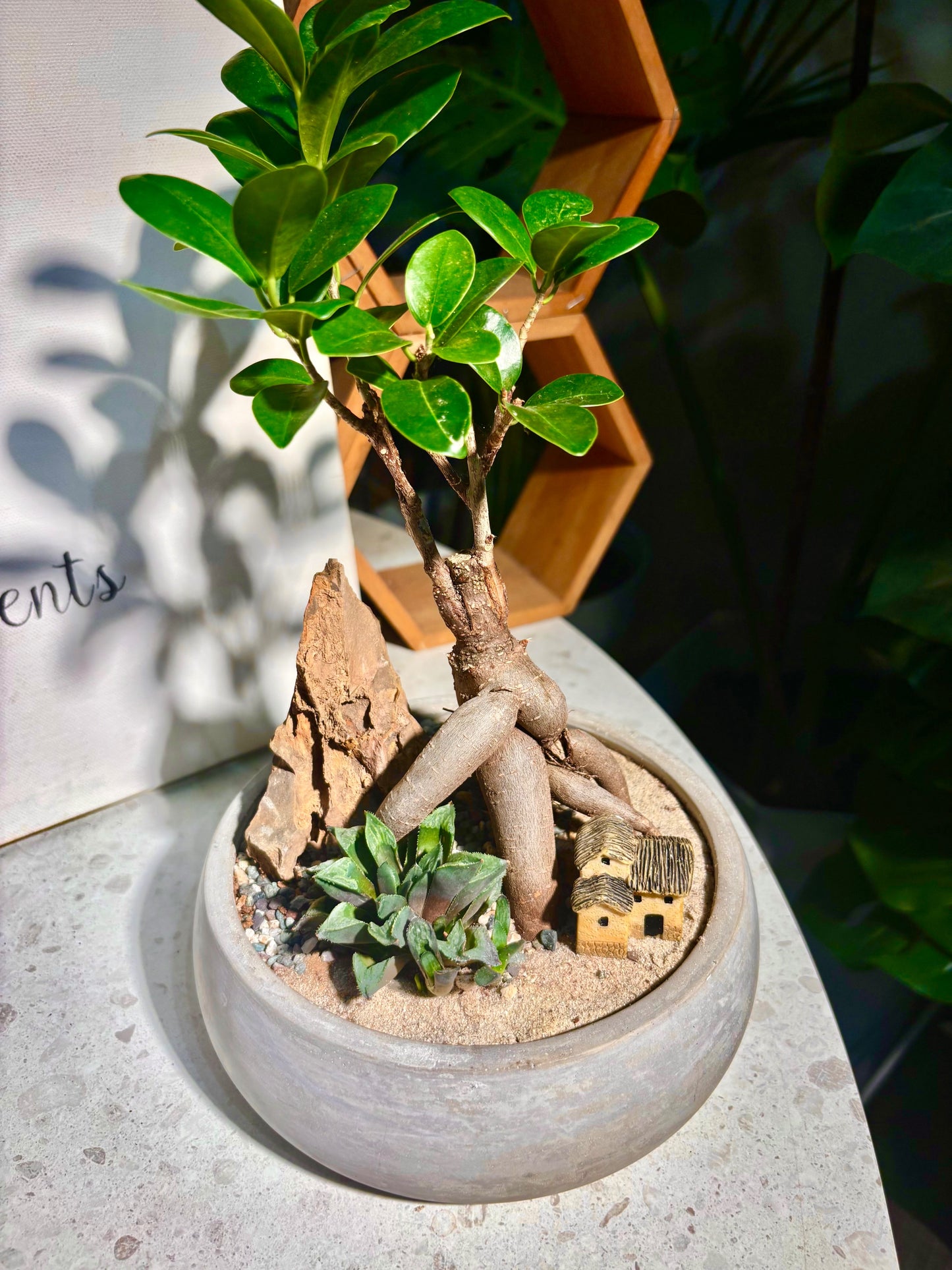 Ficus Retusa & Haworthia Retusa in Clay Pot