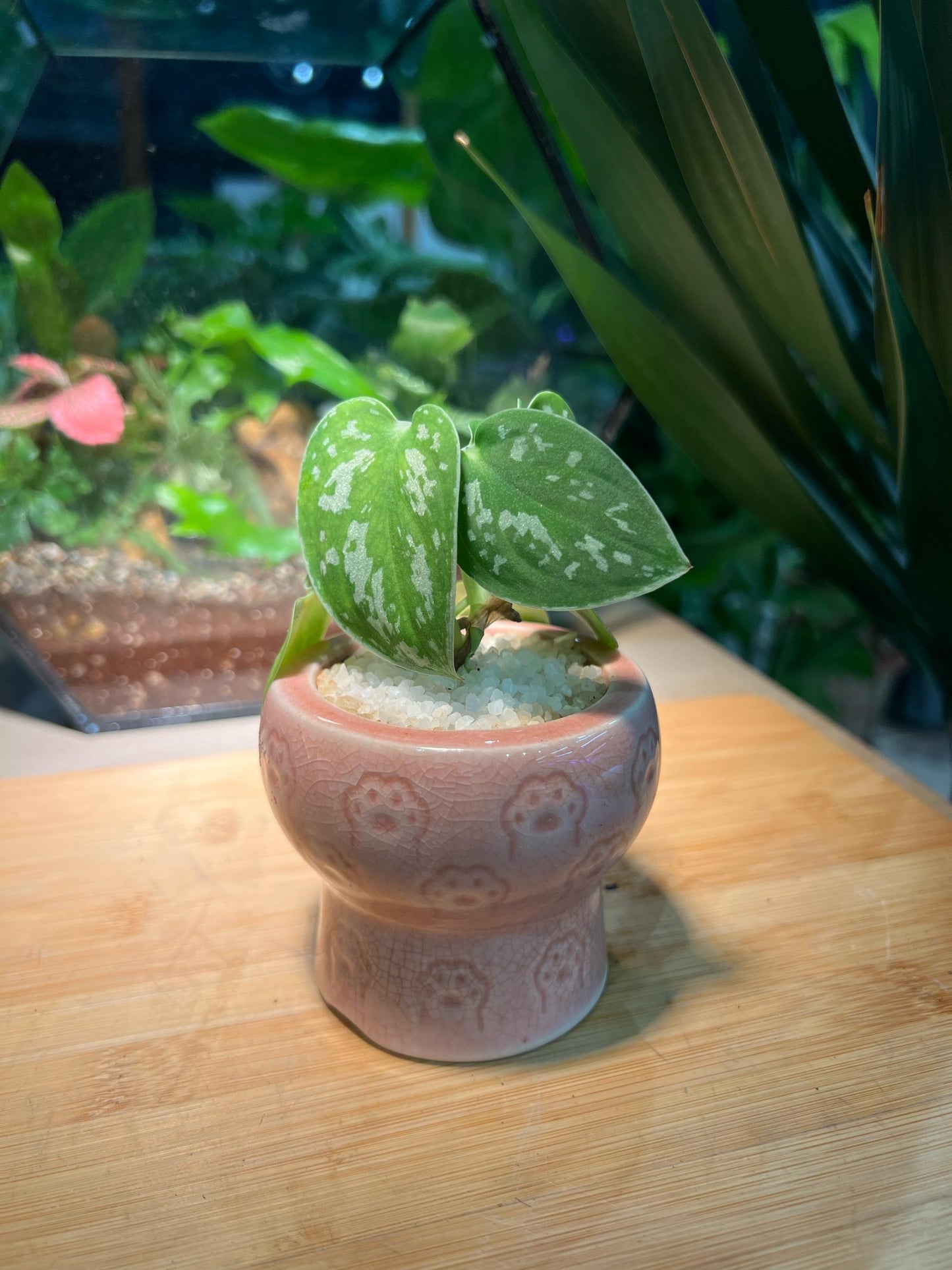 Silver Pothos in Pink Ceramic Pot