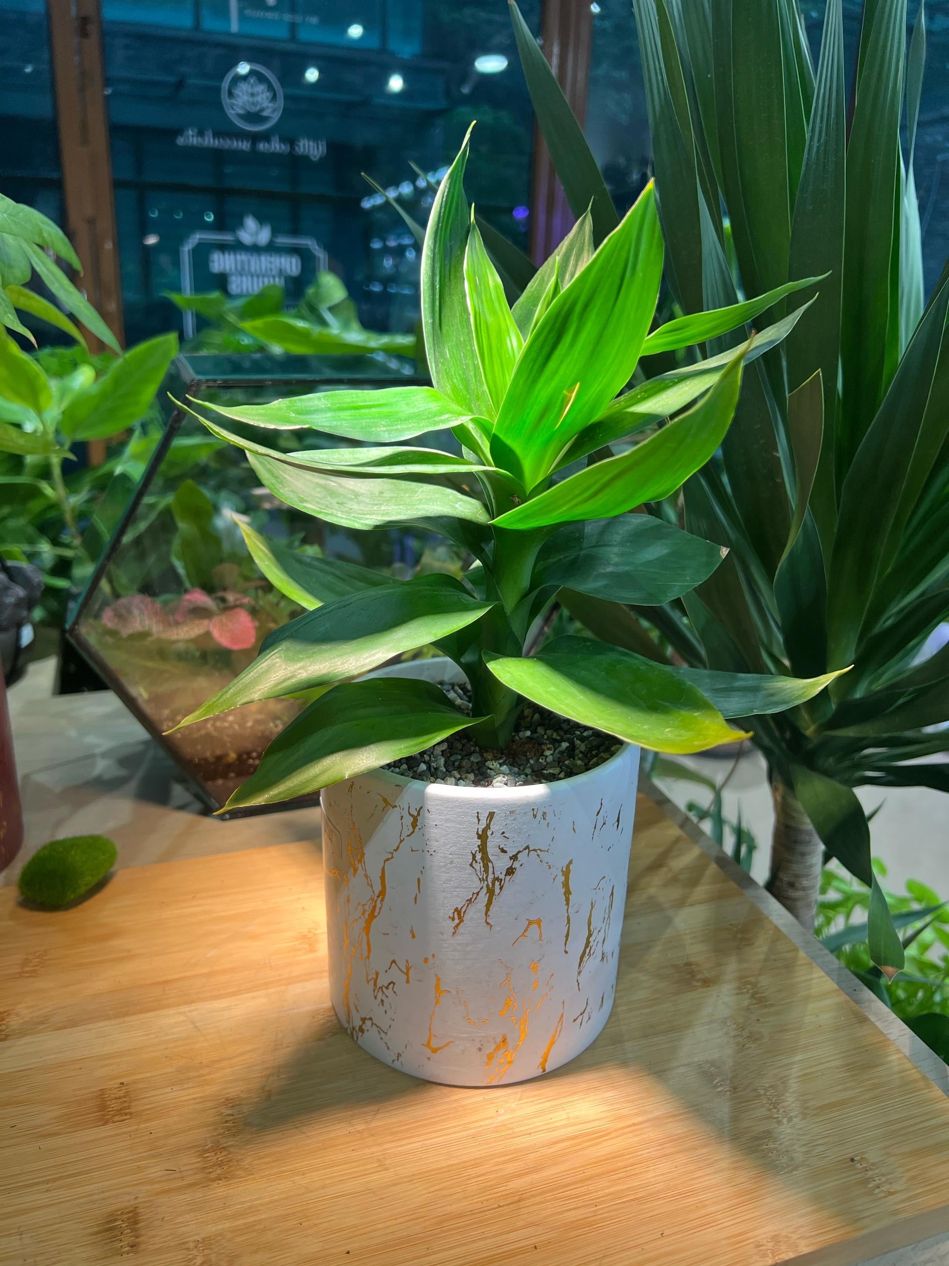 white lucky bamboo Lucky Bamboo in White Marble Pot