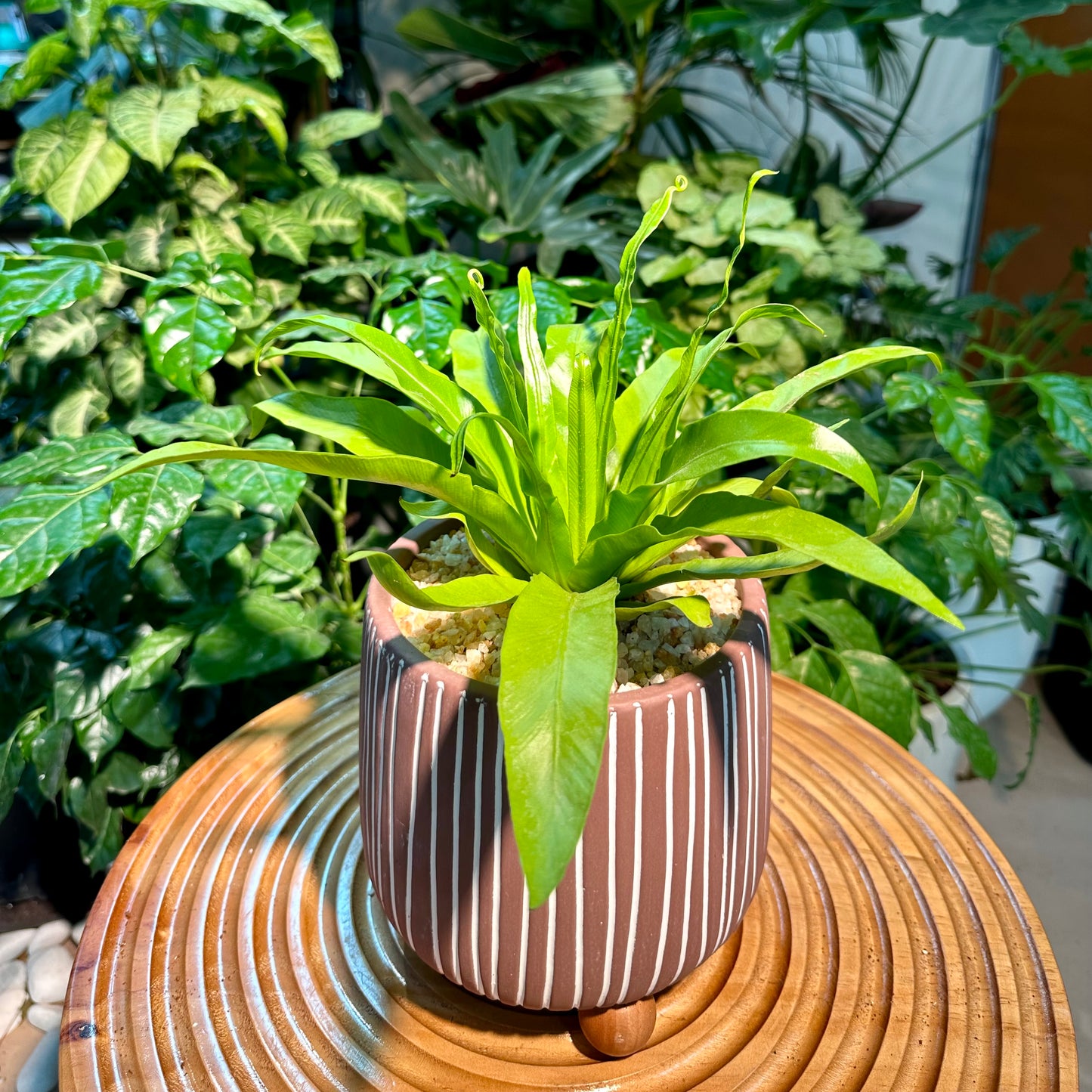 Asplenium Nidus Bird’s Nest Fern in Matte Designer Pot