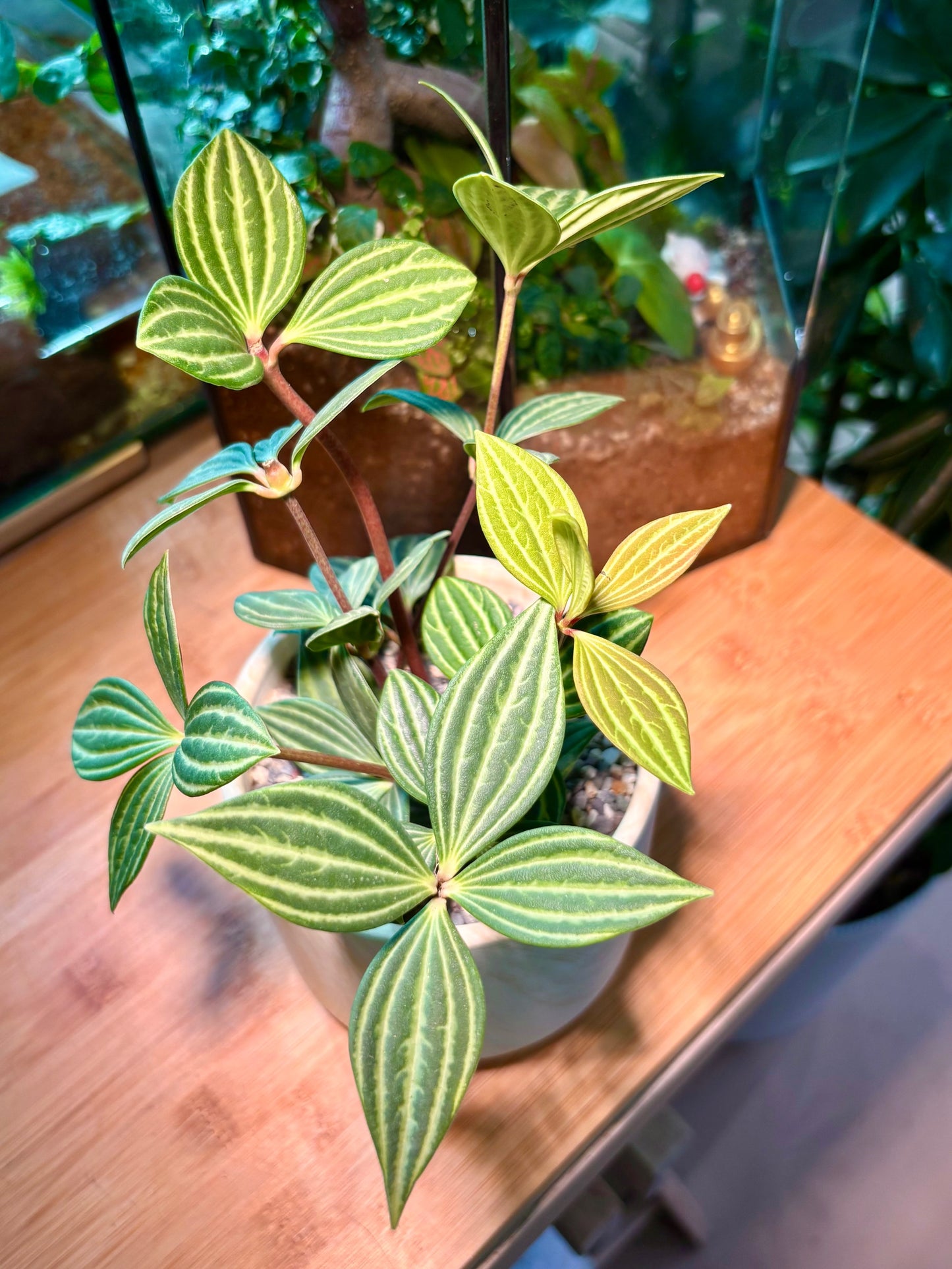 Peperomia Tetragona in Light Yellow Brownish Ceramic Pot