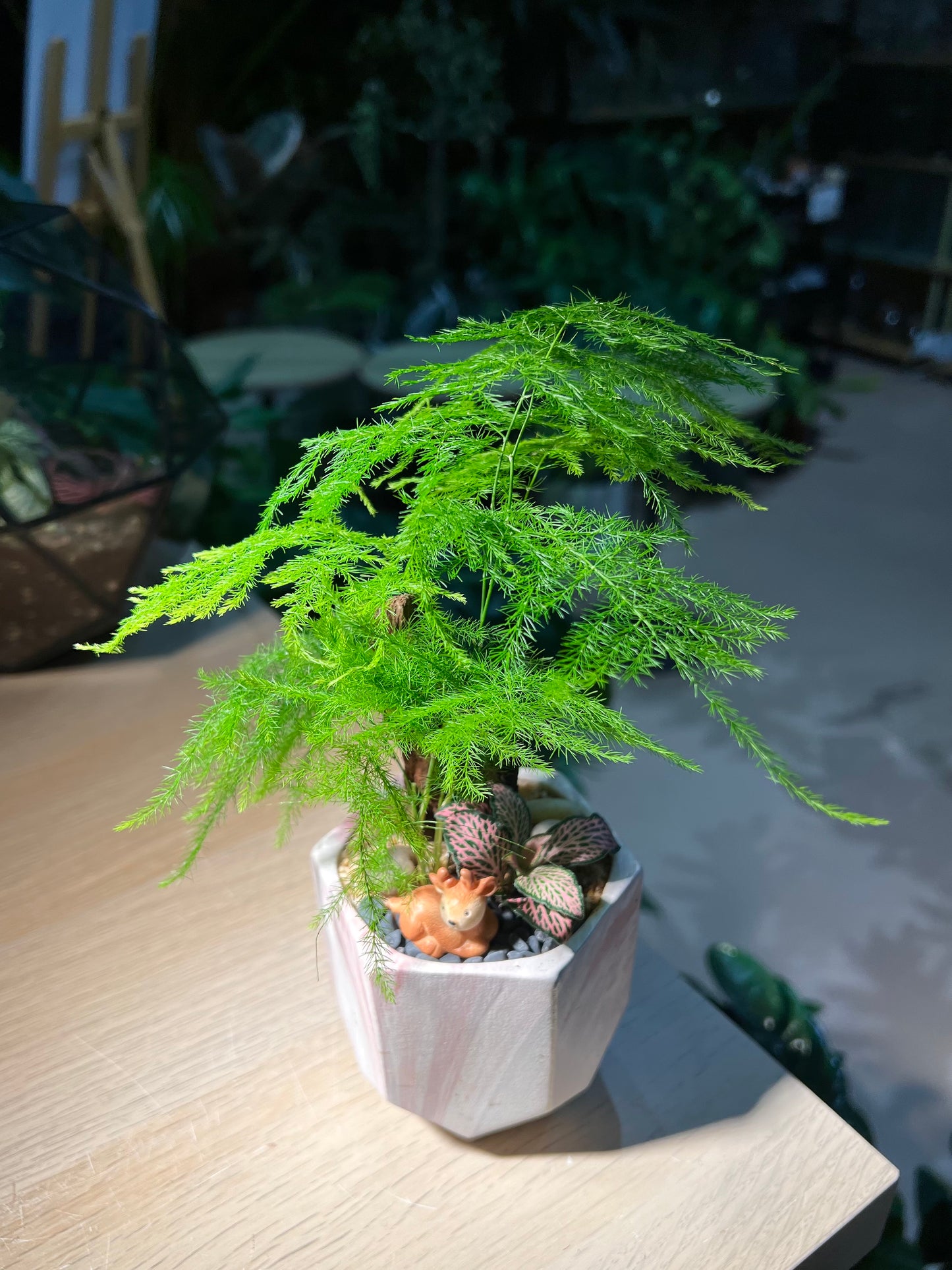 Fittonia with Asparagus Fern (Indoor Plant) Arrangement in Hexagonal Pot