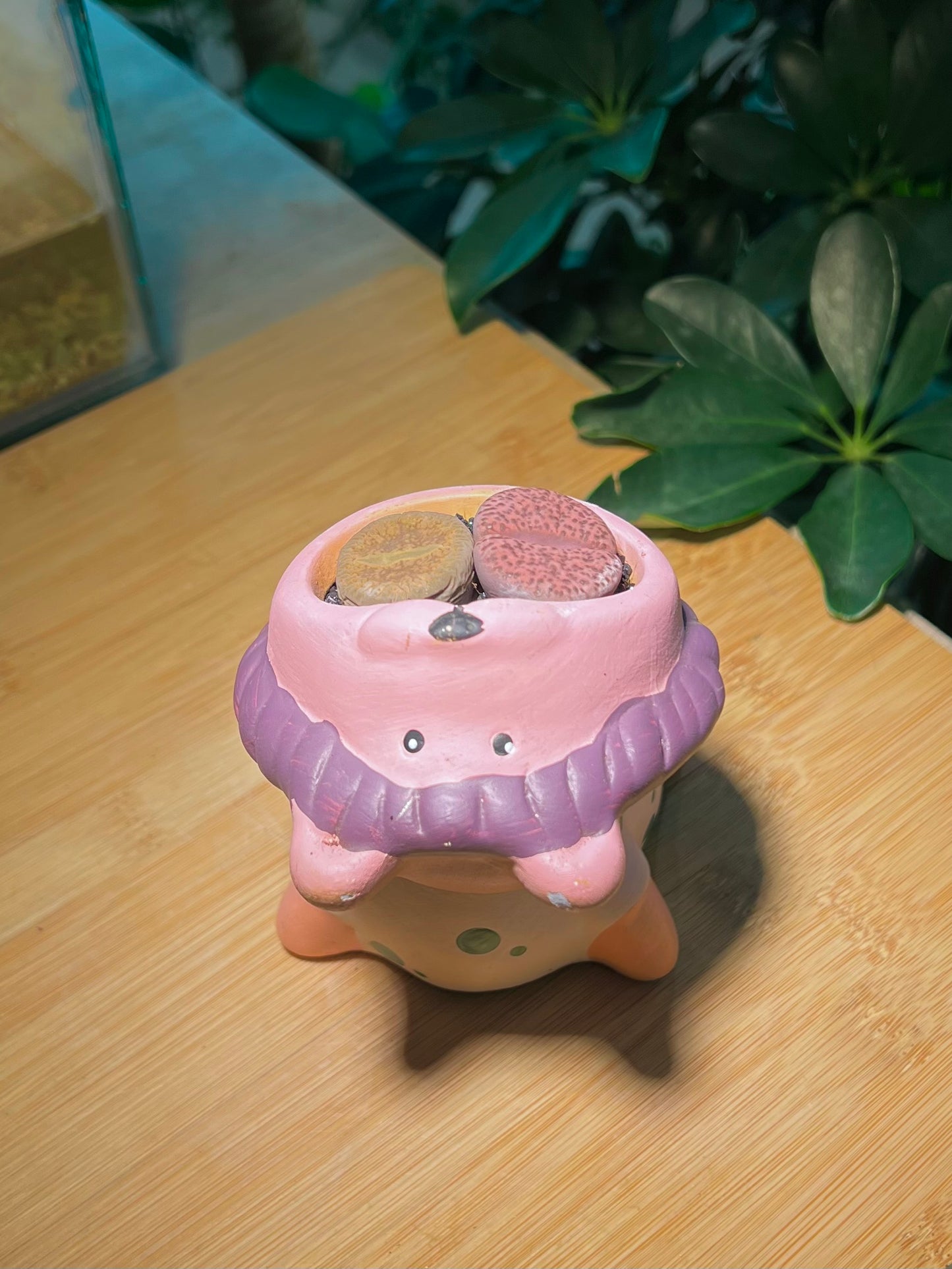 Lithops in Lion King Mouth