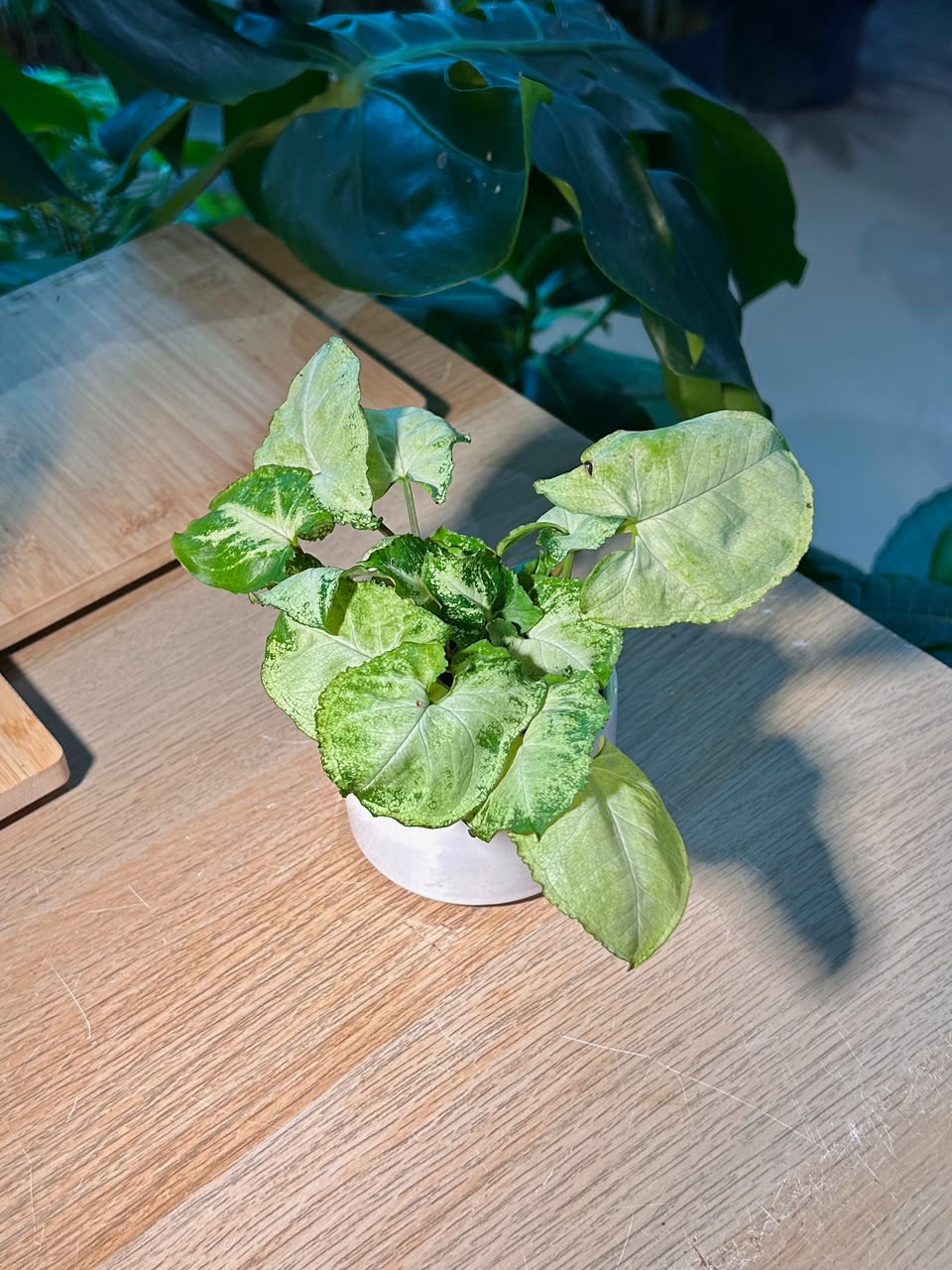 Arrowhead Plant (εζθ) Syngonium Podophyllum in White Ceramic Pot
