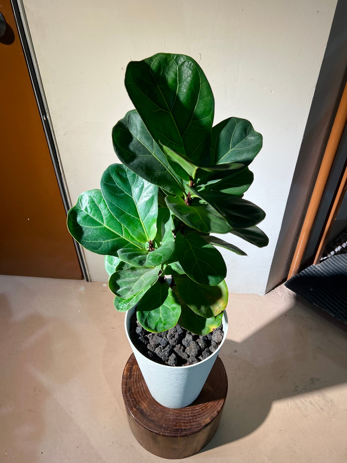 Fiddle Leaf Fig (琴叶榕) in White Round Ceramic Pot