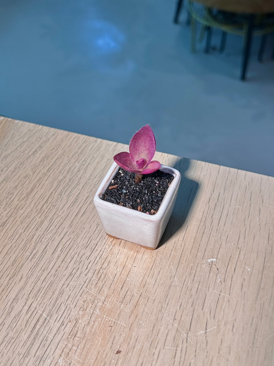 Baby Tradescantia Purple (ζ·‘θ²η΄«ι²θ) in a White Matte Ceramic Pot