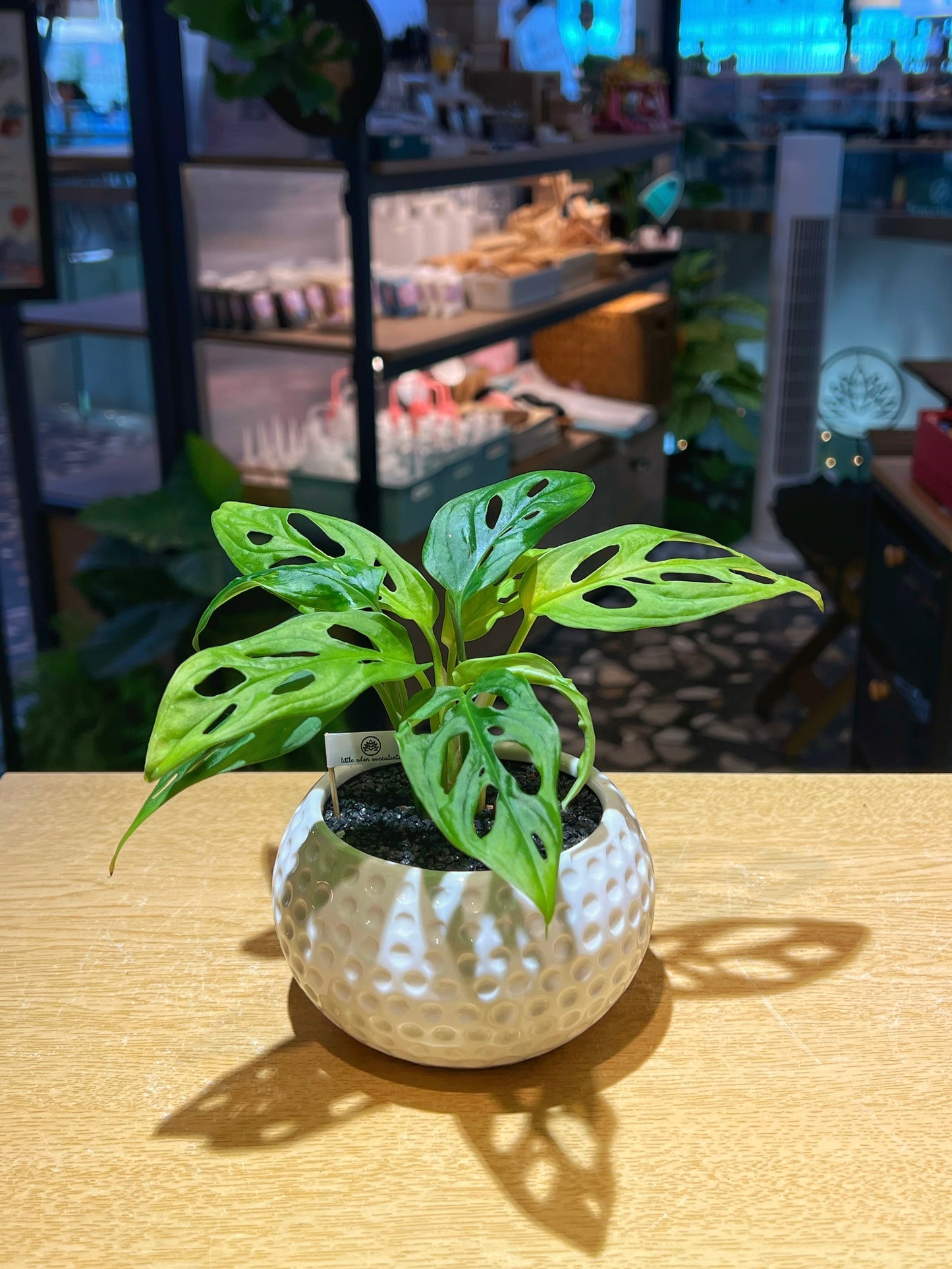 Monstera Adansonii in Golf Textured Ceramic Pot