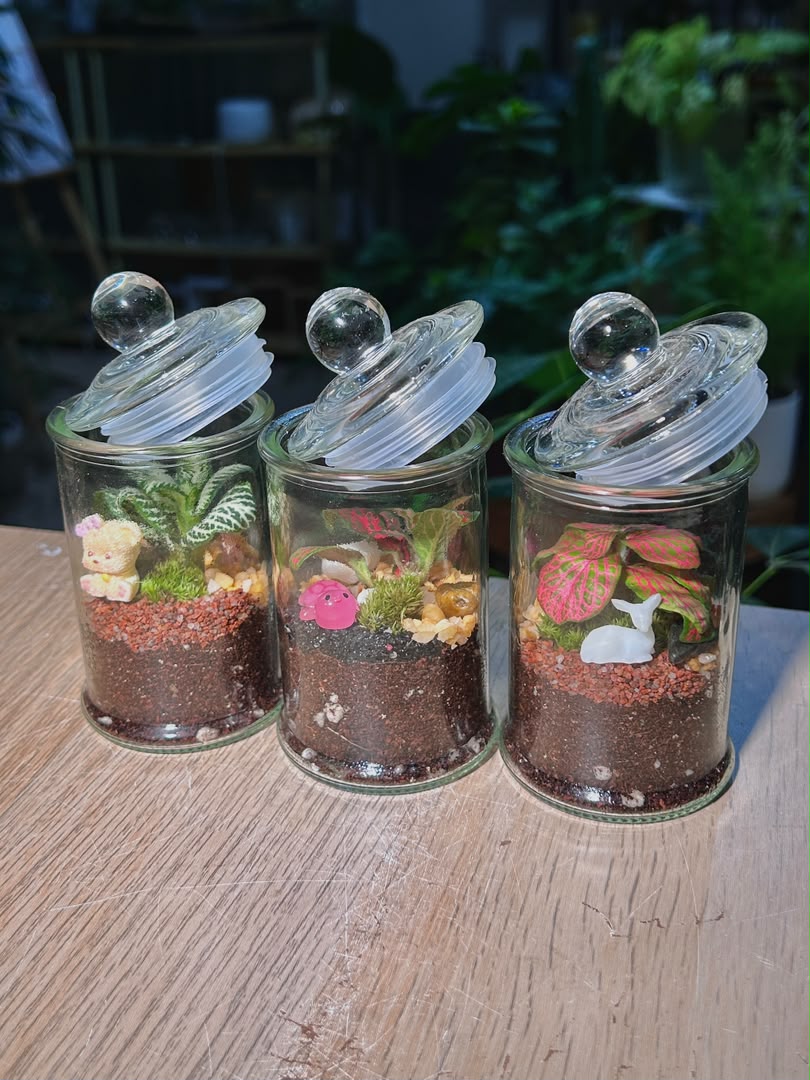 Door Gift - Indoor Plant Terrarium (η½ηΊΉθ) Fittonia in Glass Jar (S) (10pcs/set)
