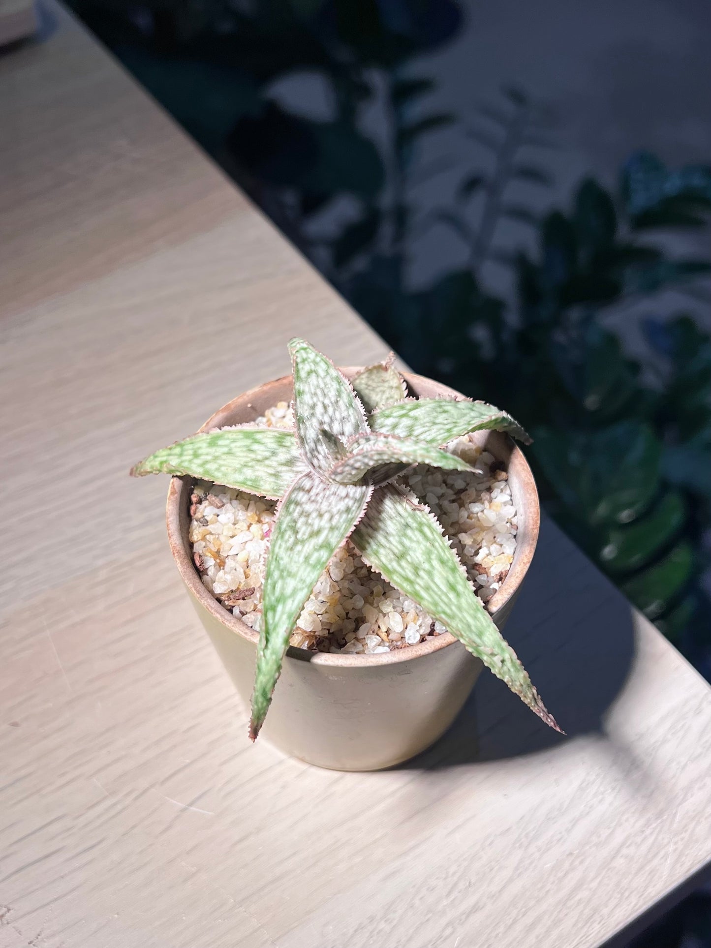 Aloe Paul Hutchison in Yellowish Pot