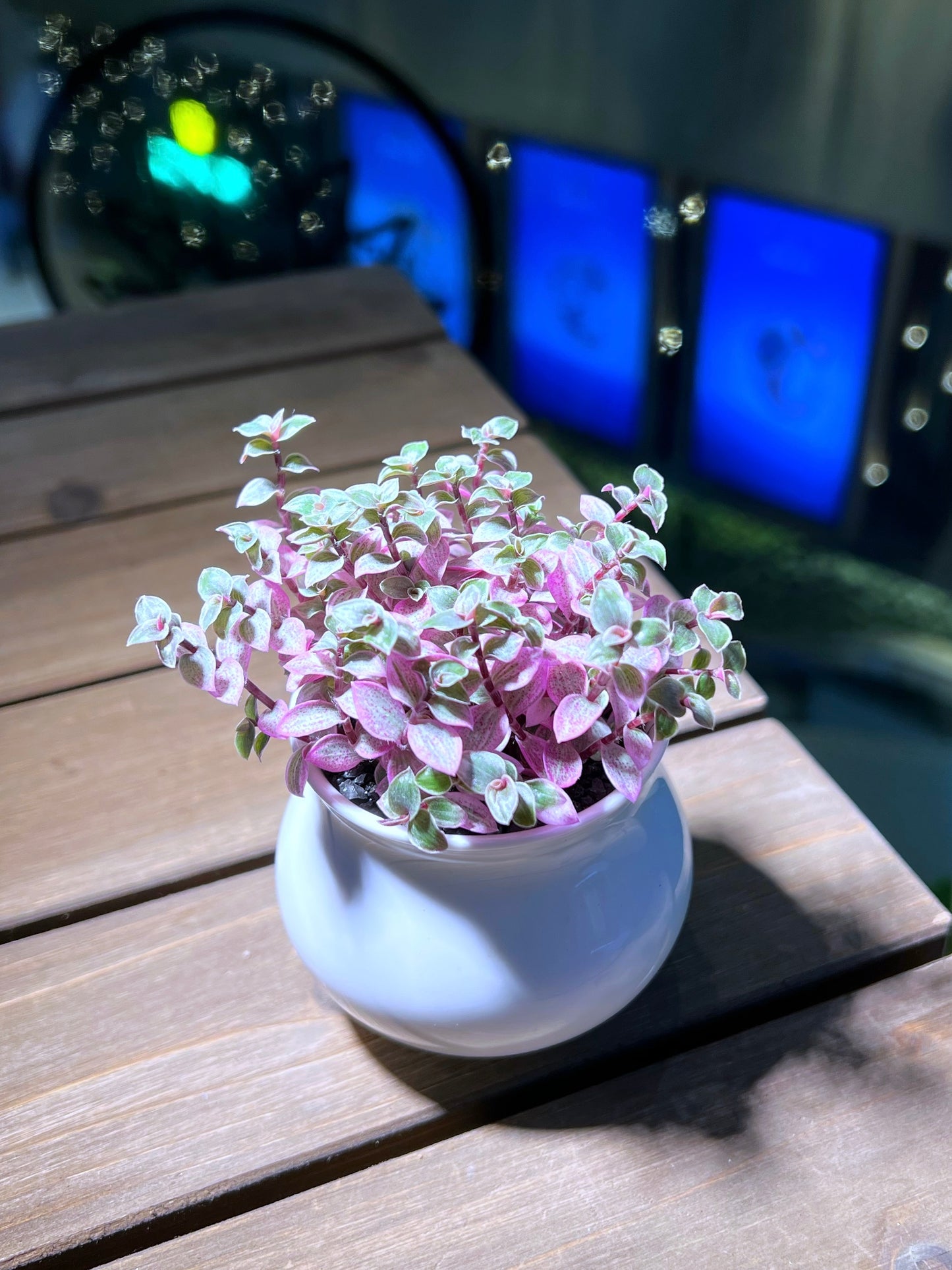 Callisia Pink Lady in White Belly Ceramic Pot