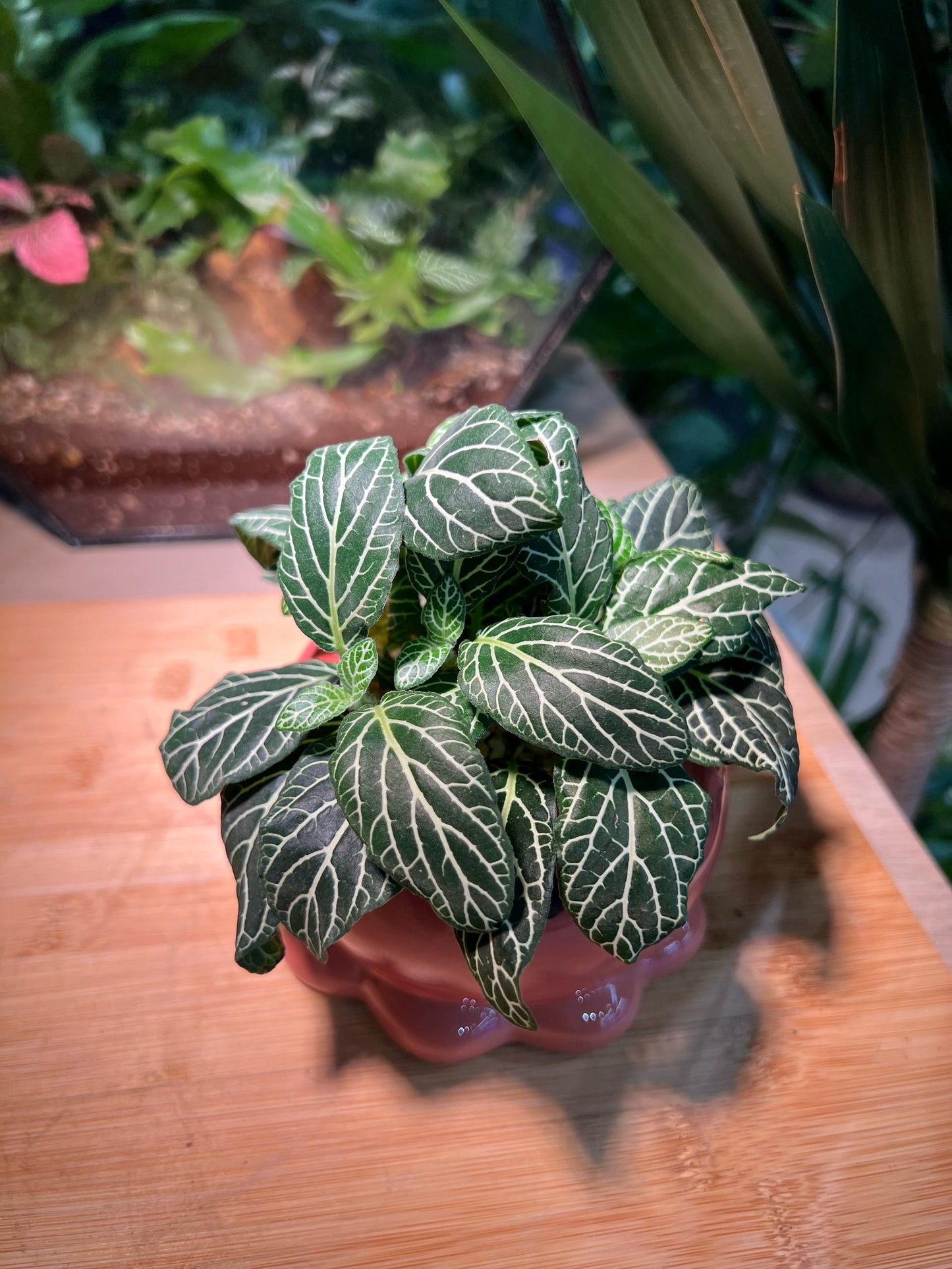 Fittonia in Octopus Pot