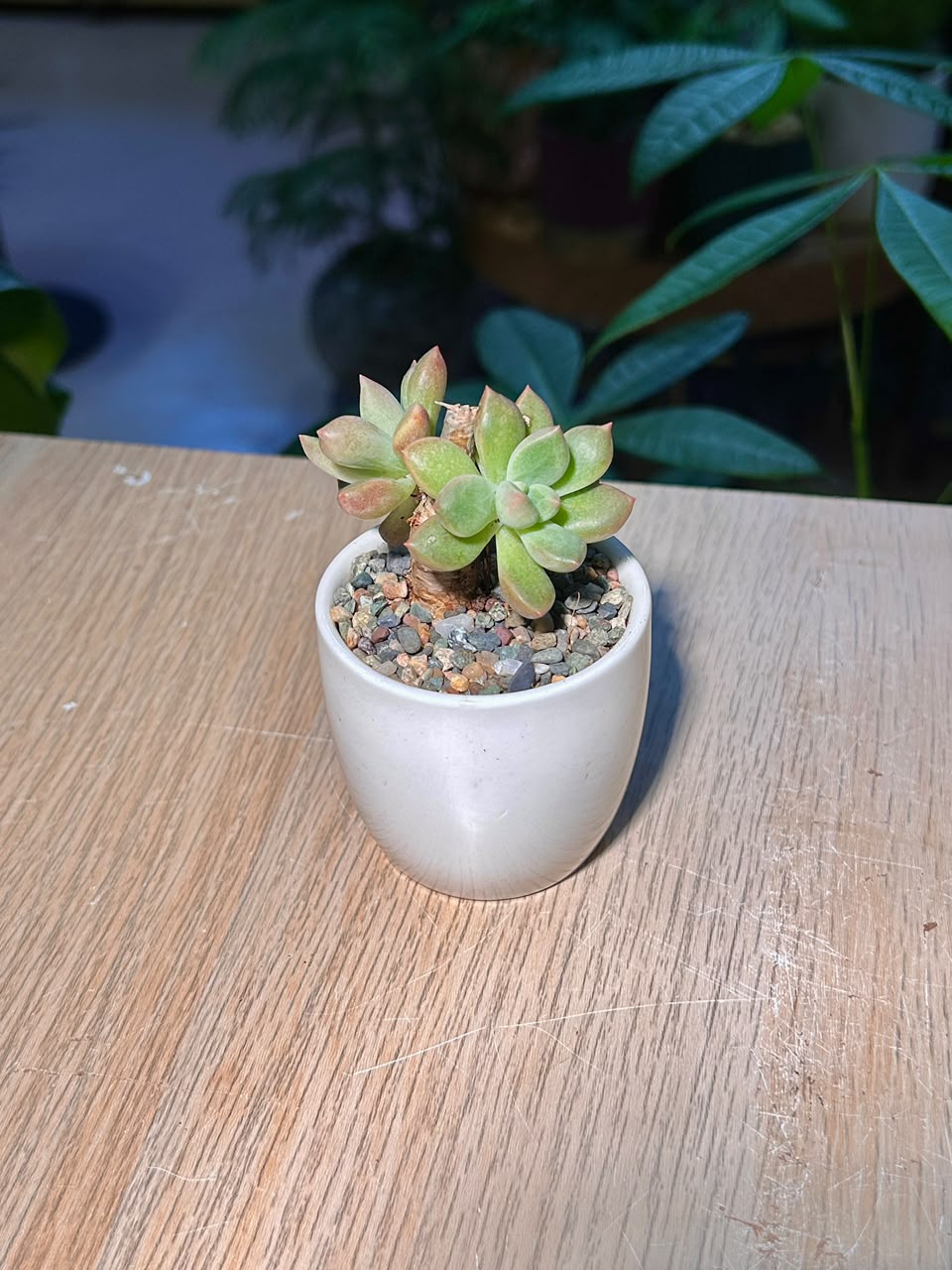 Ghost Plant (θ§ζ) Graptopetalum Paraguayense in Glazed Ceramic Pot