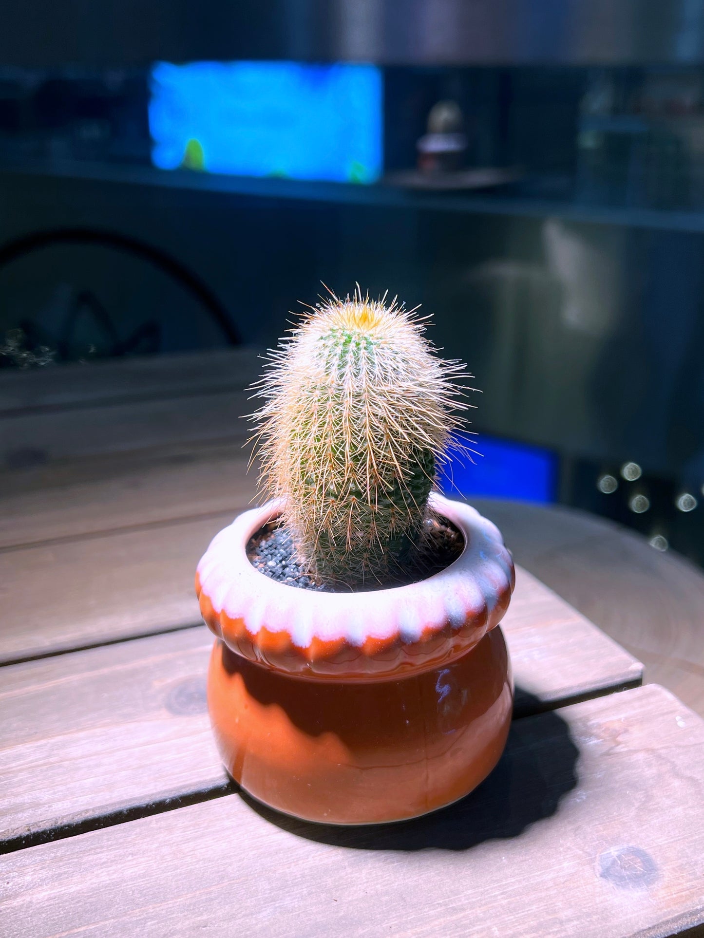 Echinocereus in Handmade Petal Edge Ceramic Pot